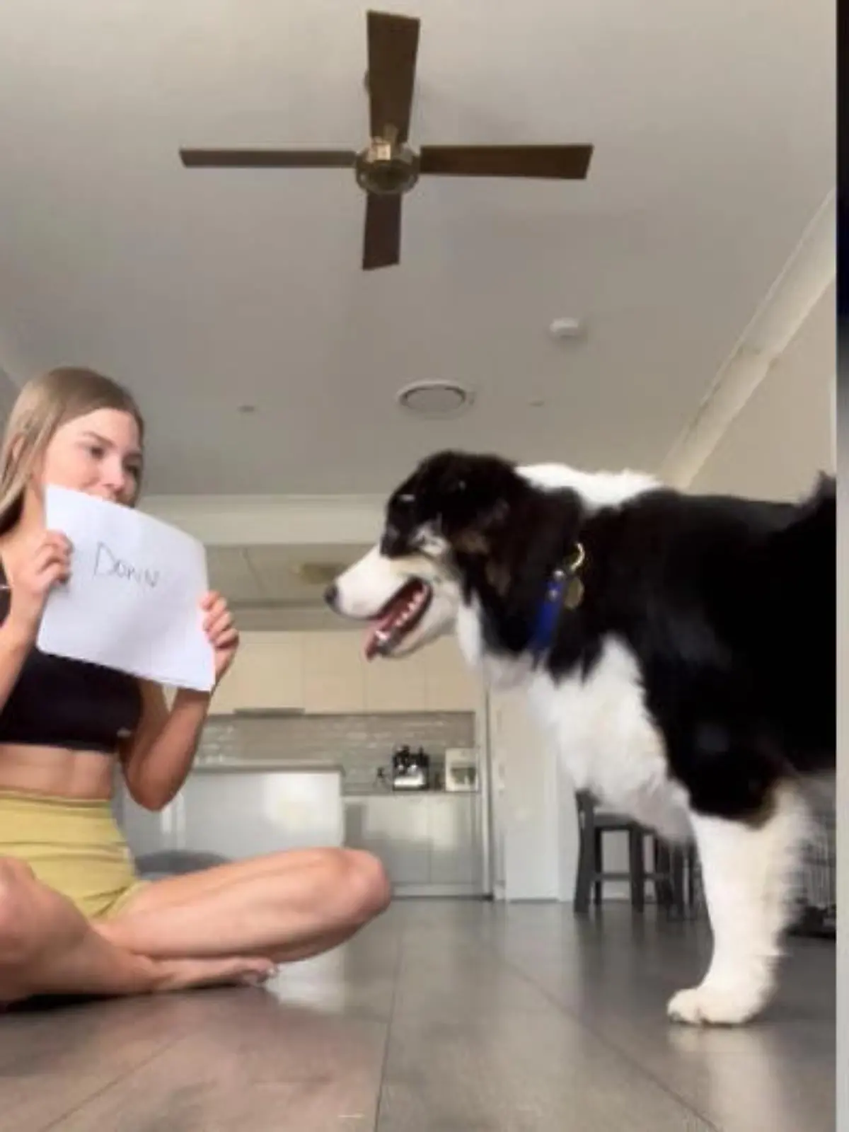 Während andere Vierbeiner Probleme haben, gesprochene Kommandos auszuführen, scheint dieser sie von einem Blatt Papier abzulesen – und dann auch noch umzusetzen. Wir zeigen den beeindruckenden Hund im Video.