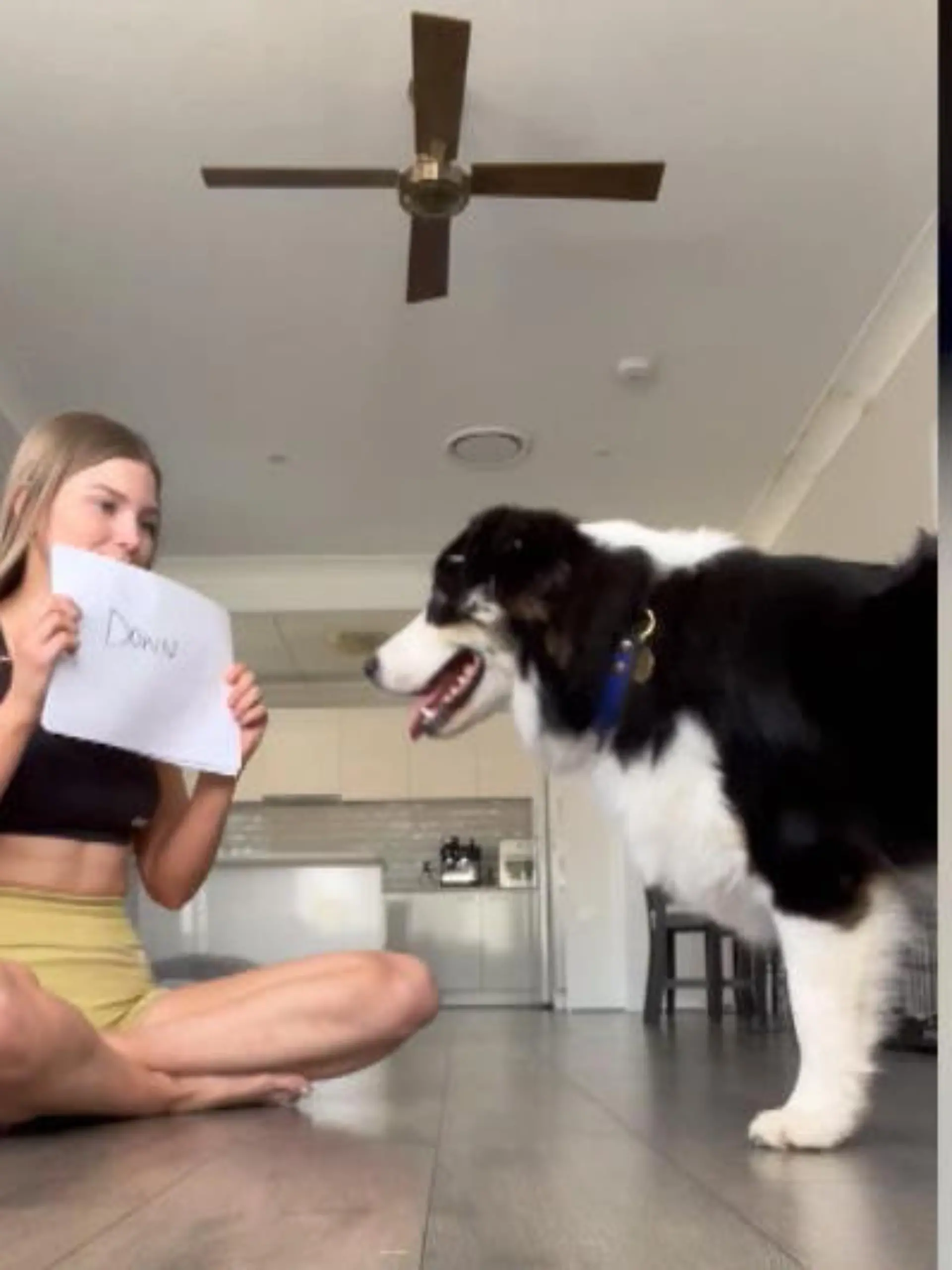 Während andere Vierbeiner Probleme haben, gesprochene Kommandos auszuführen, scheint dieser sie von einem Blatt Papier abzulesen – und dann auch noch umzusetzen. Wir zeigen den beeindruckenden Hund im Video.