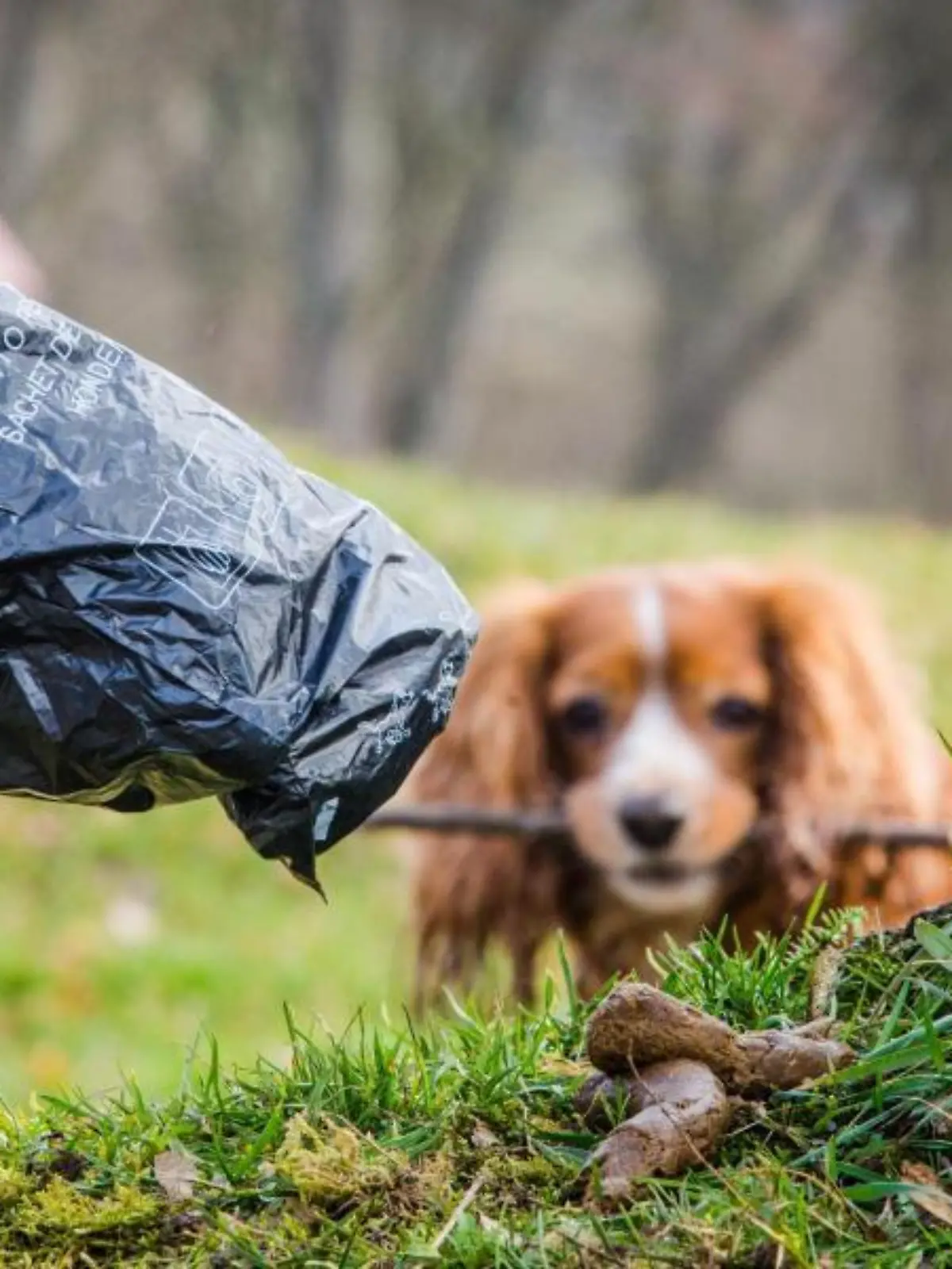 Ein Mann greift mit einem Beutel nach Hundekot