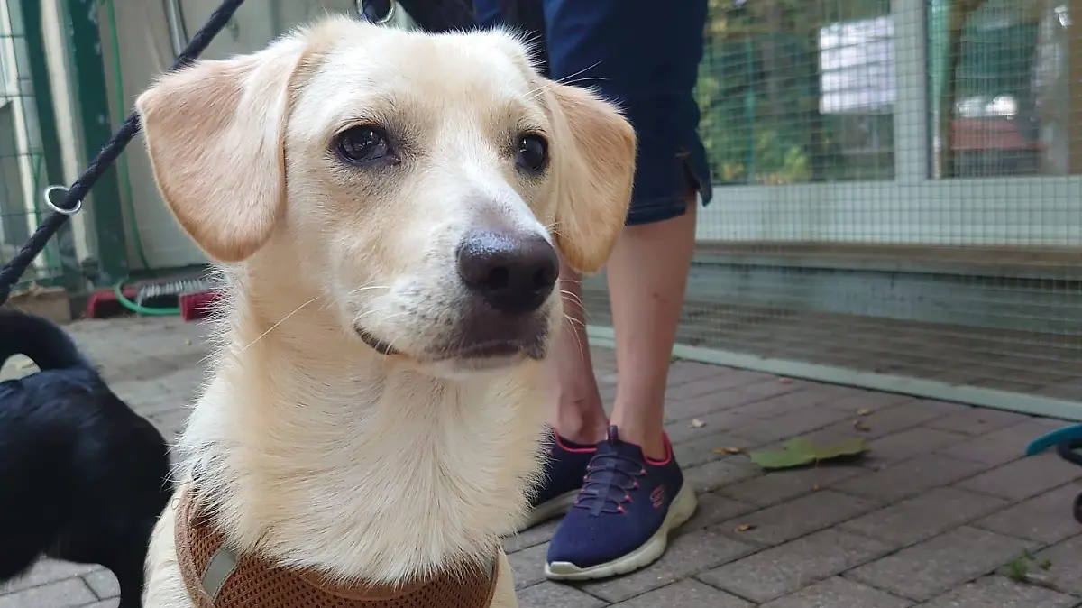 Es handelt sich um eine Hündin (schwarz, hatte bei Auffinden ein pinkes Geschirr an) und einen Rüden (beige), beide geschätzt ca. 1 Jahr,