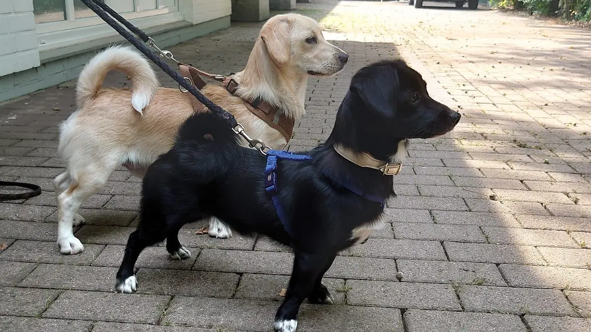 Es handelt sich um eine Hündin (schwarz, hatte bei Auffinden ein pinkes Geschirr an) und einen Rüden (beige), beide geschätzt ca. 1 Jahr,
