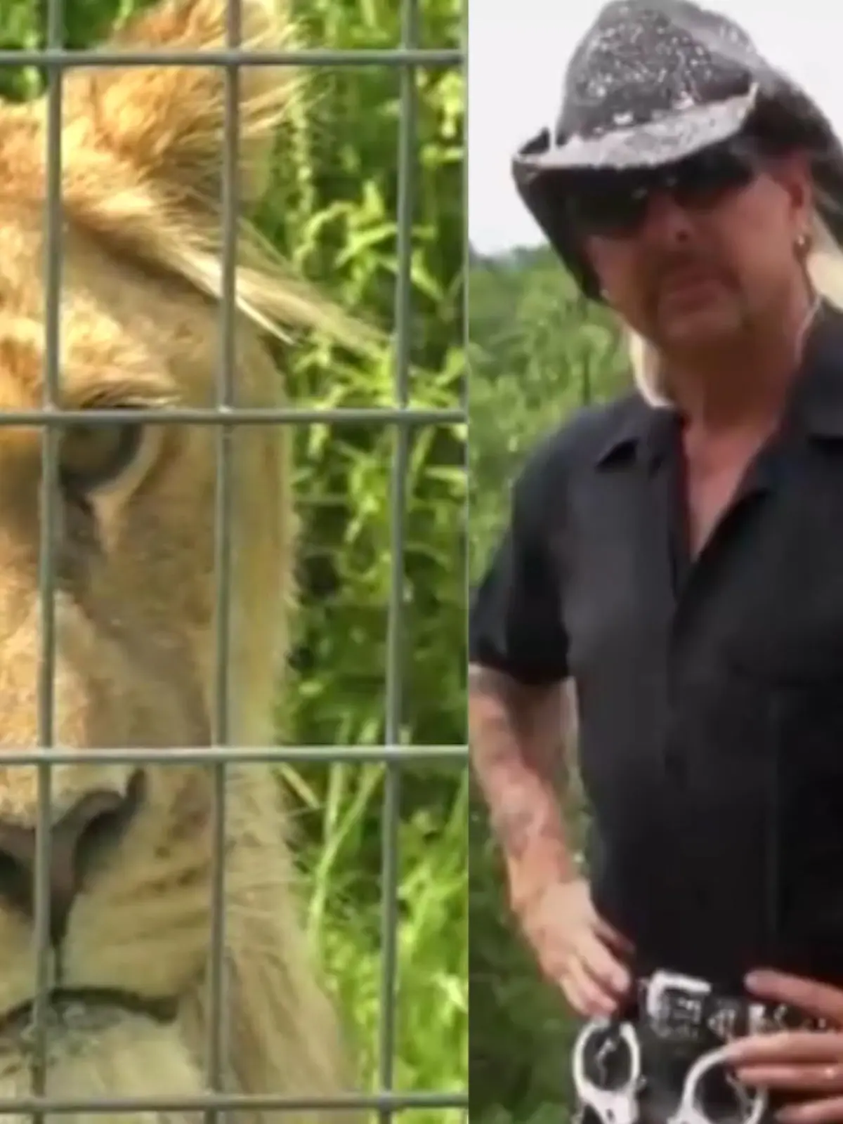 Bild zu: "Joe Exotics Tiger wieder aufgetaucht"