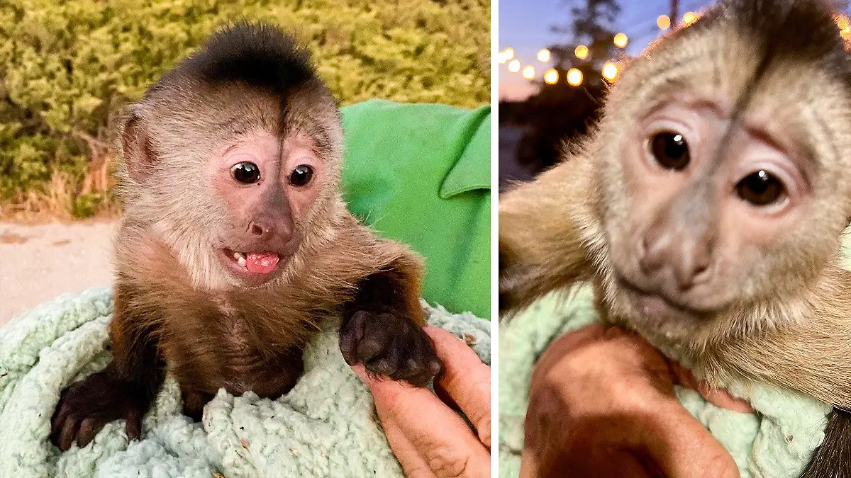 Kapuzineraffe Route wählt auf wundersame Weise den Notruf