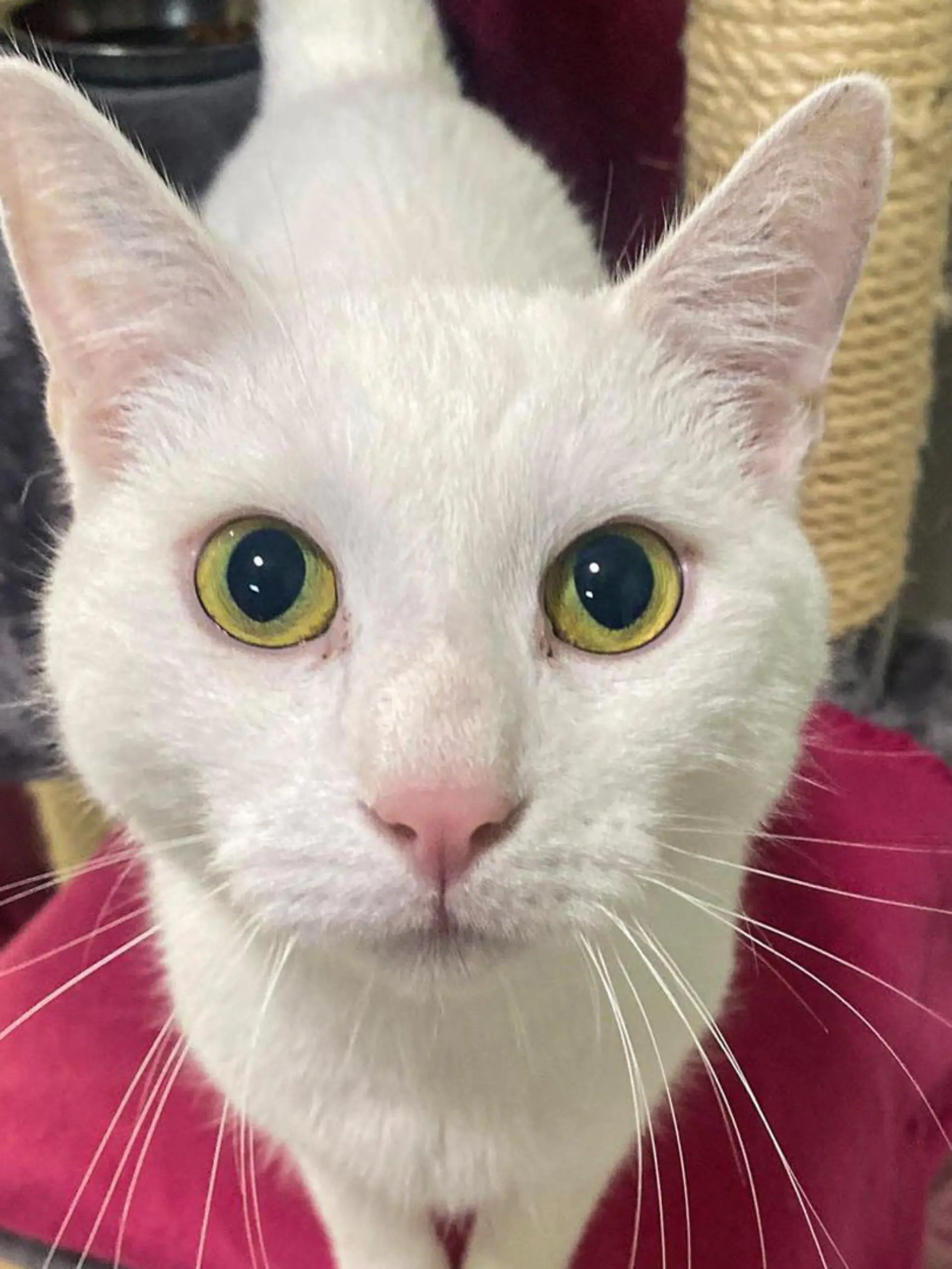 Kater Yuki