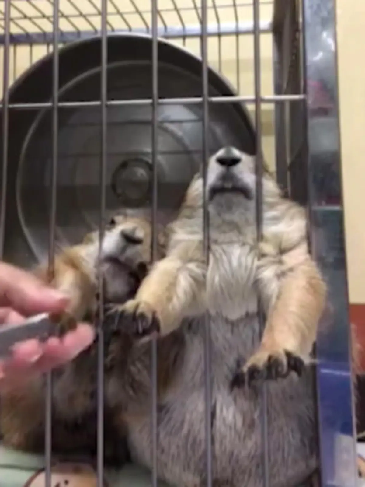 Es sieht gar nicht mal so gemütlich aus – scheint aber der absolute Hammer zu sein. Prärierhund Avin und sein Mitbewohner haben eine gemeinsame Leidenschaft:  die beiden lieben Maniküre. Wie sehr, dass sehen Sie im Video!