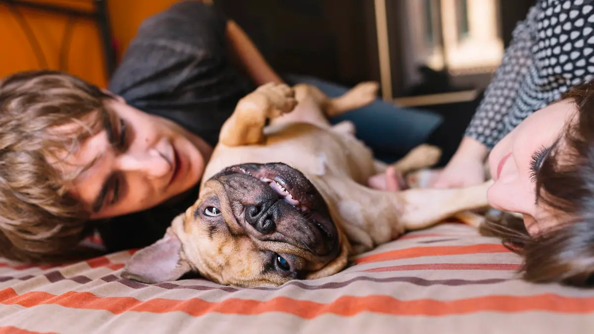 Young couple lying on the bed at home playing with their French bulldog [ Rechtehinweis: picture alliance/Westend61 ]