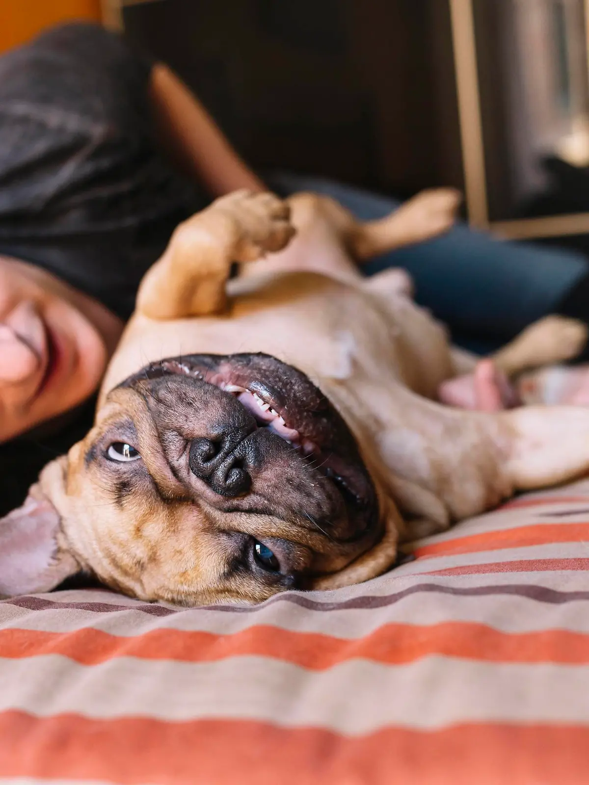 Young couple lying on the bed at home playing with their French bulldog [ Rechtehinweis: picture alliance/Westend61 ]