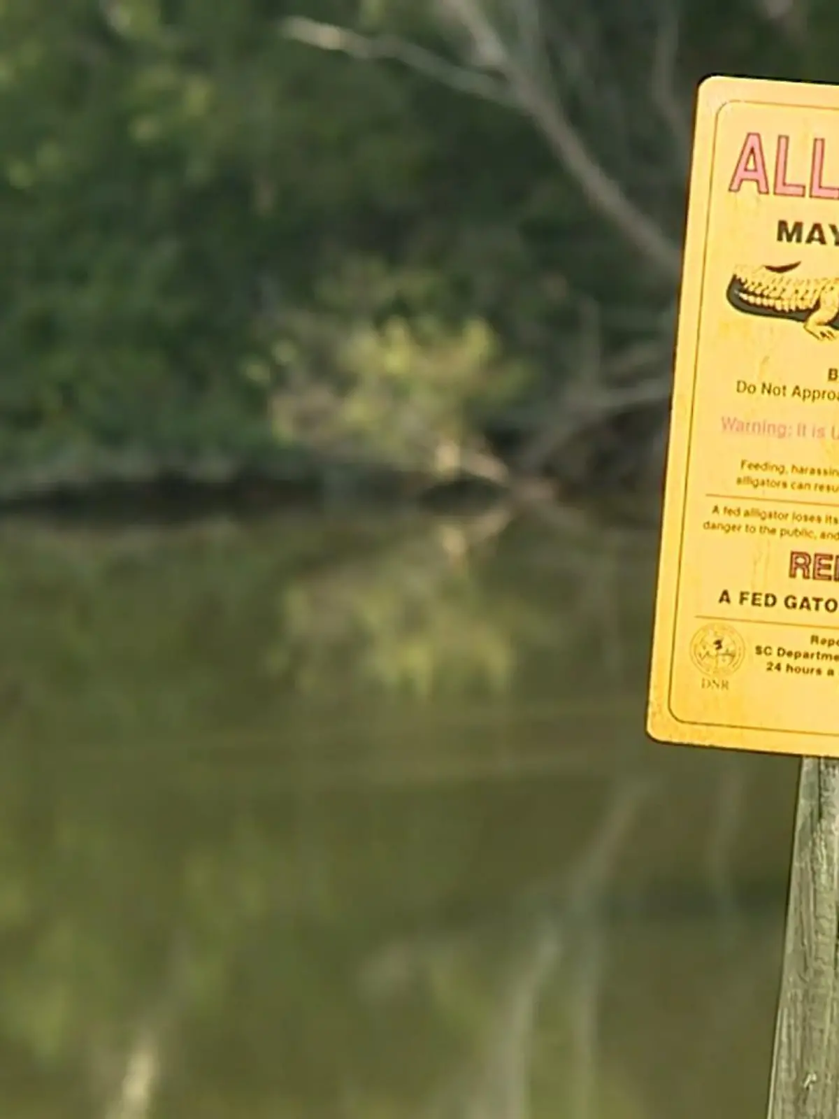 Killer-Krokodil verteidigt seine Beute! In Okatie im US-Bundesstaat South Carolina hat ein Alligator eine 88-jährige Frau getötet. Als die Polizei sich der Leiche nähern wollte, wich das Tier nicht von der Stelle und stellte somit auch noch eine Gefahr für die Polizisten dar. Die Beamten fingen das Krokodil aber schließlich ein und identifizierten den Leichnam. 
Die Bewohner der Wohnanlage sind sich der Gefahr durch die Tiere bewusst. Hier gibt es rund 200 Teiche, in den meisten sollen auch Reptilien leben.