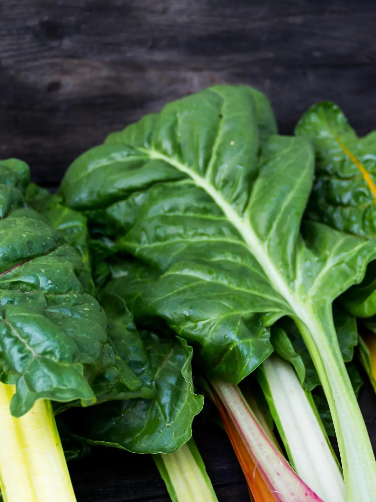 colorful assorted chard leaves from the organic garden
