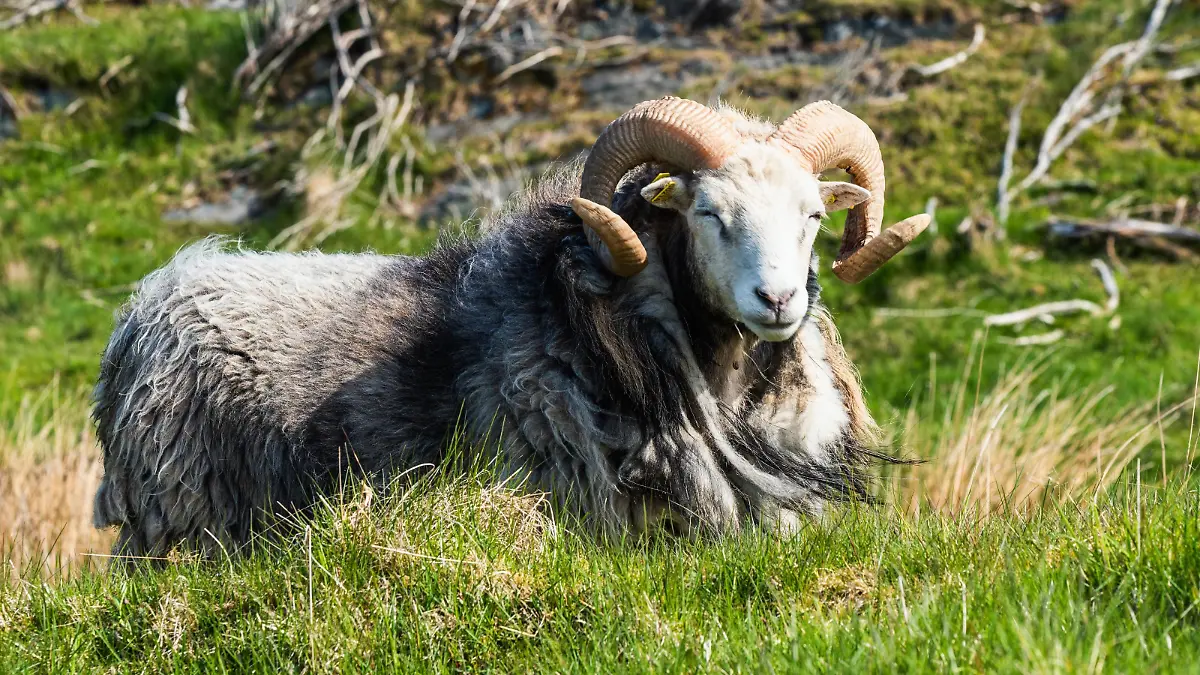 Wildes RAM von Schafen aus Haraldshaugen, HAUGESUND, Nordsee im Bezirk Rogaland, Åkrafjord, Norwegen, Europa