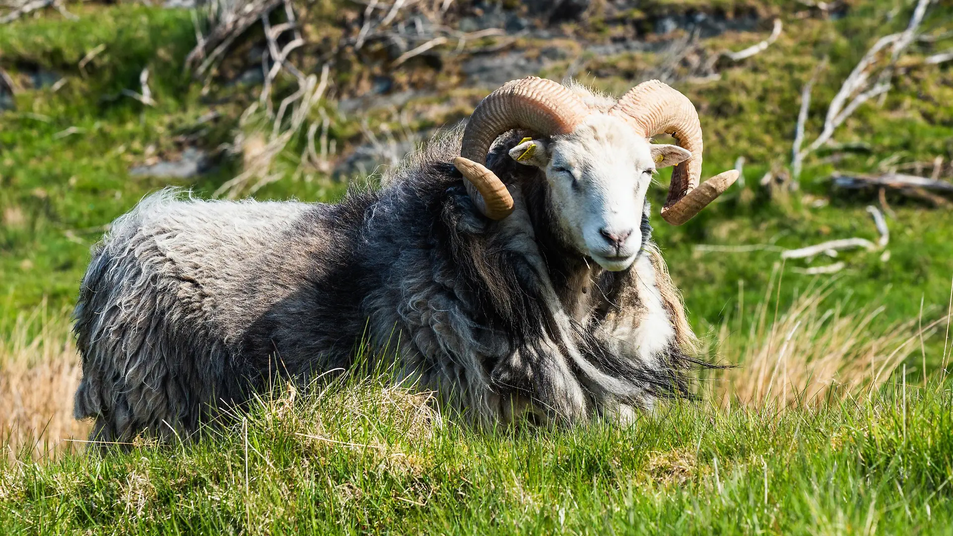 Wildes RAM von Schafen aus Haraldshaugen, HAUGESUND, Nordsee im Bezirk Rogaland, Åkrafjord, Norwegen, Europa