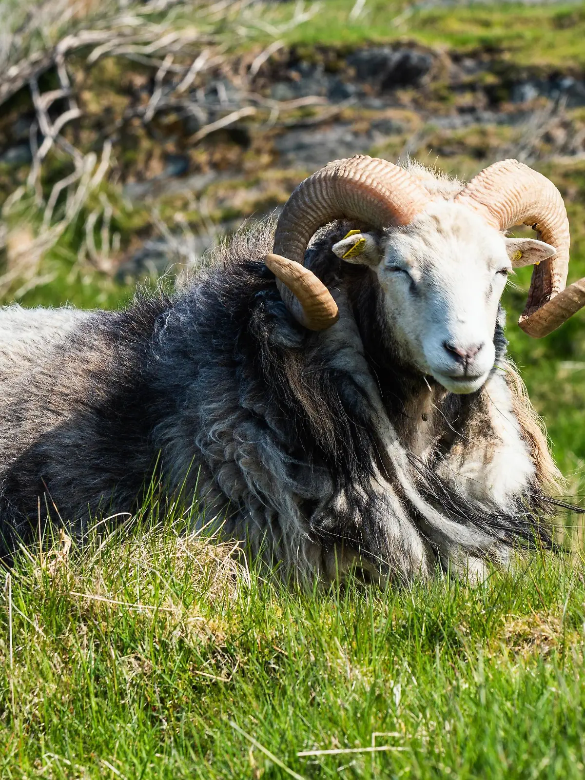 Wildes RAM von Schafen aus Haraldshaugen, HAUGESUND, Nordsee im Bezirk Rogaland, Åkrafjord, Norwegen, Europa