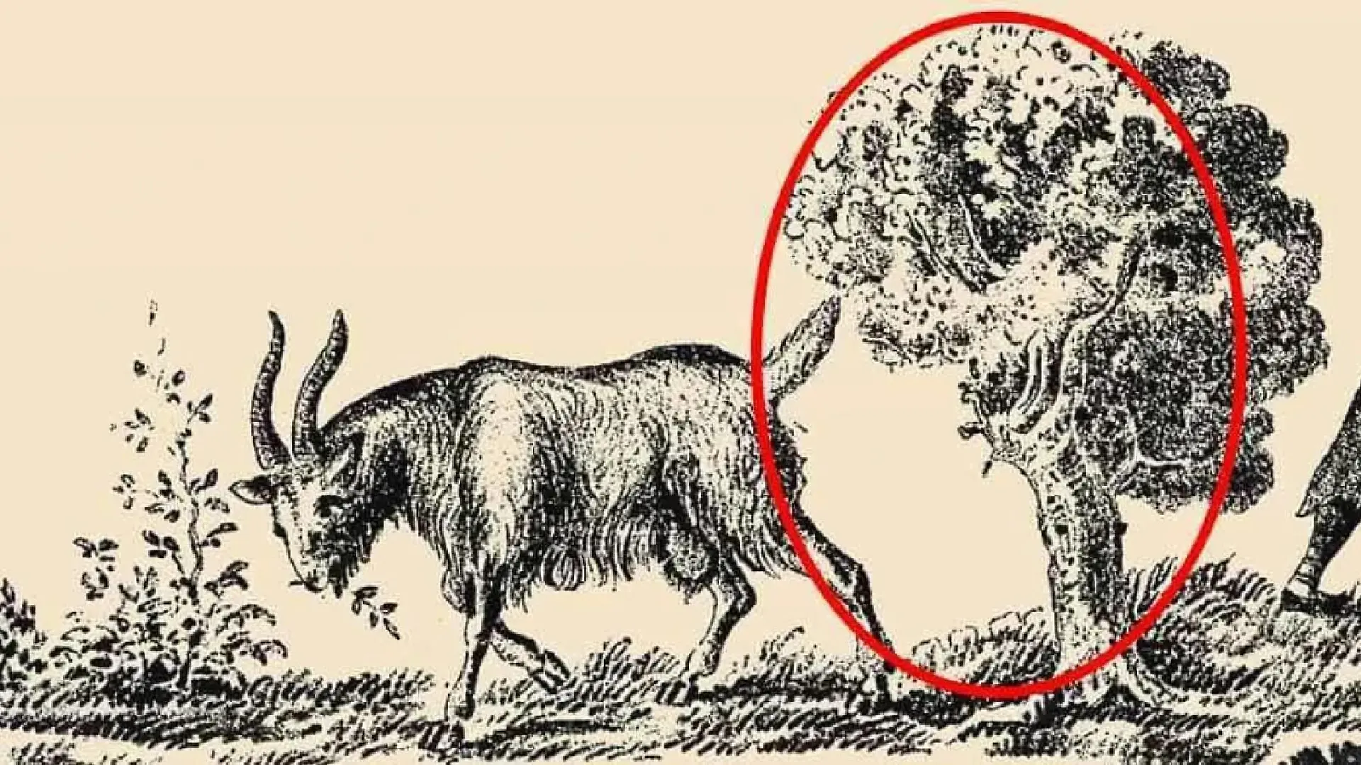 Hier seht ihr, wo sich der Hirte versteckt.