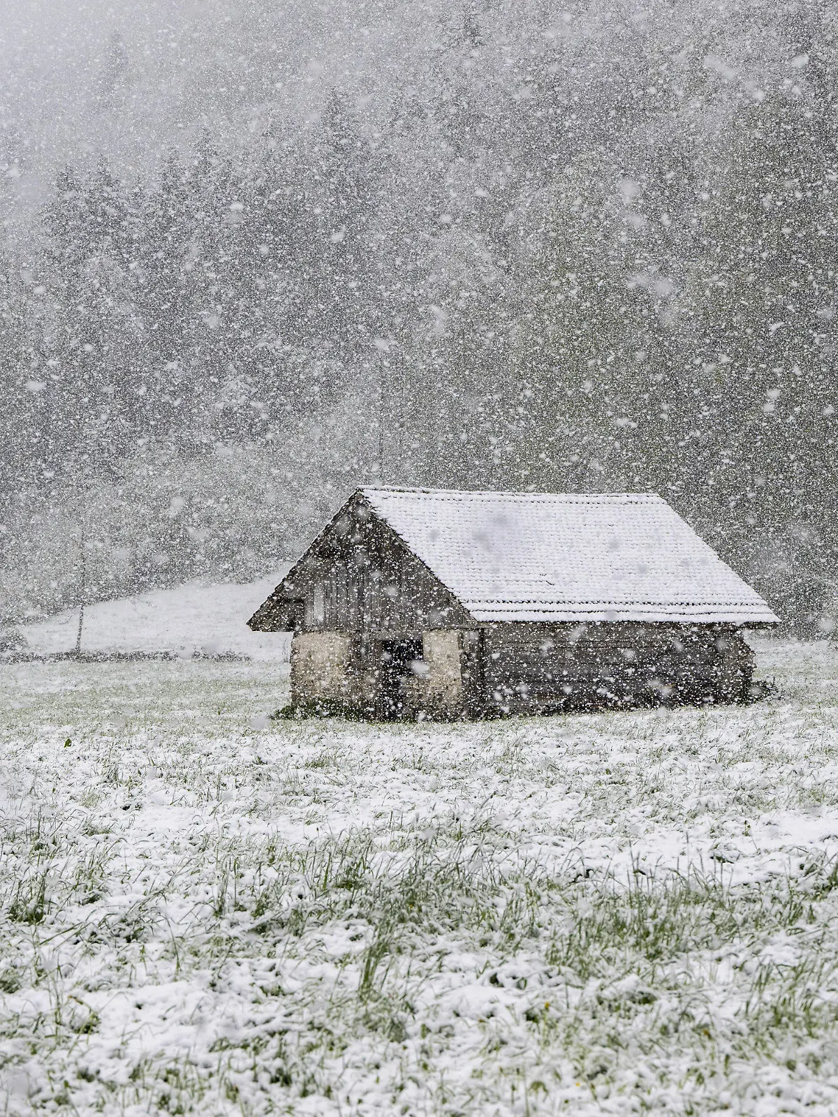 18.04.2024, Schweiz, Grafenort: Ein starker Schneefall ist im Kanton Obwalden, rund 600 Meter über Meer, zu sehen. Foto: Urs Flueeler/KEYSTONE/dpa +++ dpa-Bildfunk +++