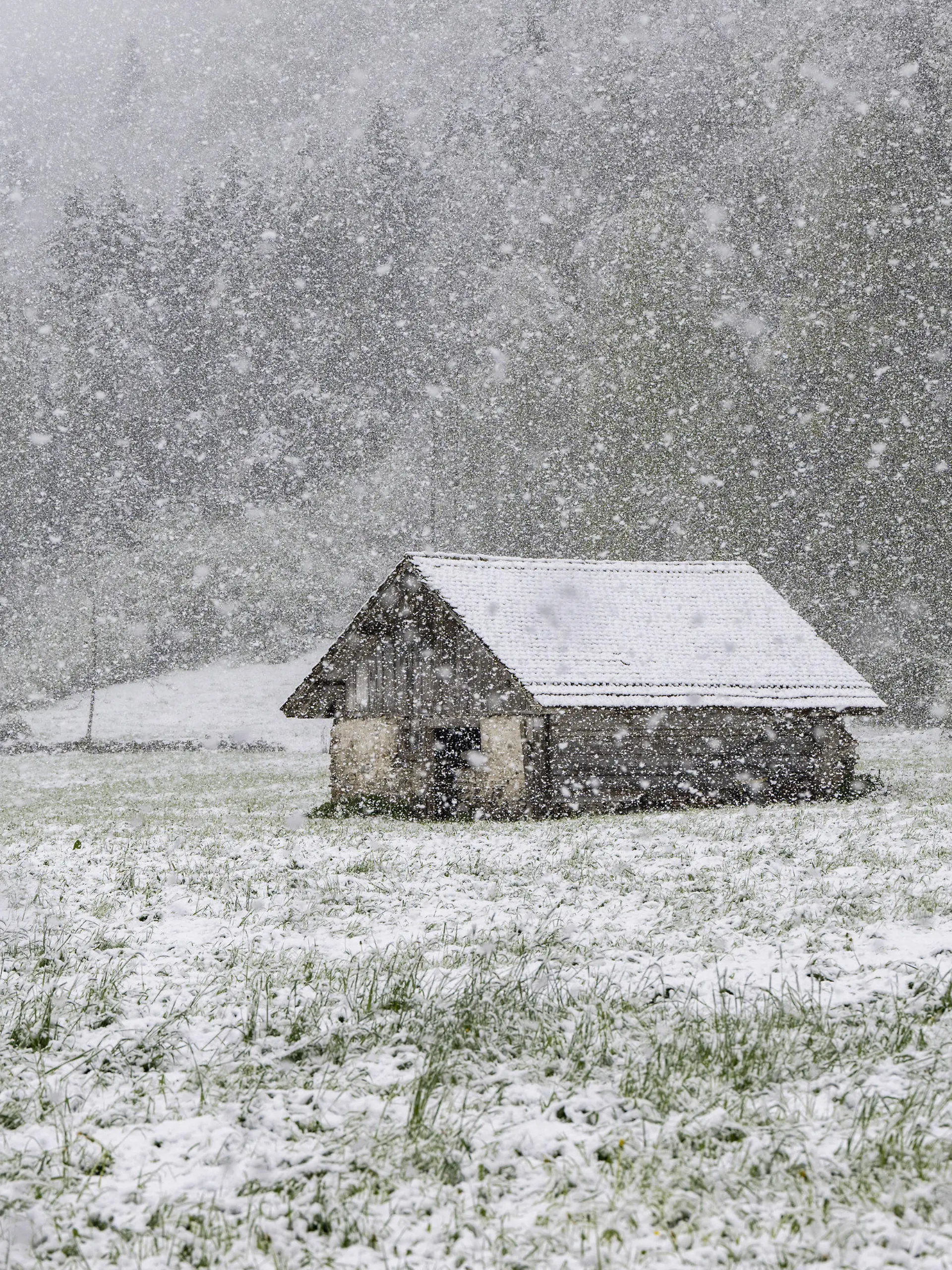 18.04.2024, Schweiz, Grafenort: Ein starker Schneefall ist im Kanton Obwalden, rund 600 Meter über Meer, zu sehen. Foto: Urs Flueeler/KEYSTONE/dpa +++ dpa-Bildfunk +++