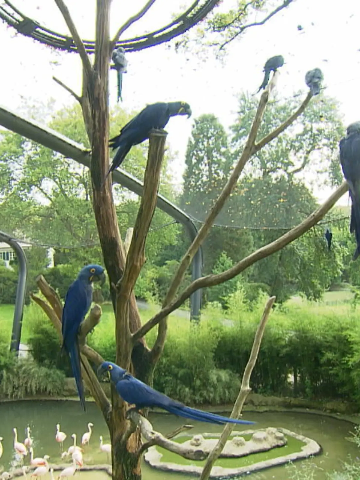 Bei der Partnerwahl sind Hyazinth-Aras anspruchsvoll. Das Freiluftgehege Aralandia in Wuppertal soll deshalb helfen. Hier können sich Vögel aus verschiedenen Zoos kennen- und liebenlernen. Die Tiere stammen von Partnern der Europäischen Zoogemeinschaft. Gelingt das Verkuppeln, werden sie für die Zucht an einen ausgewählten Zoo abgegeben.
