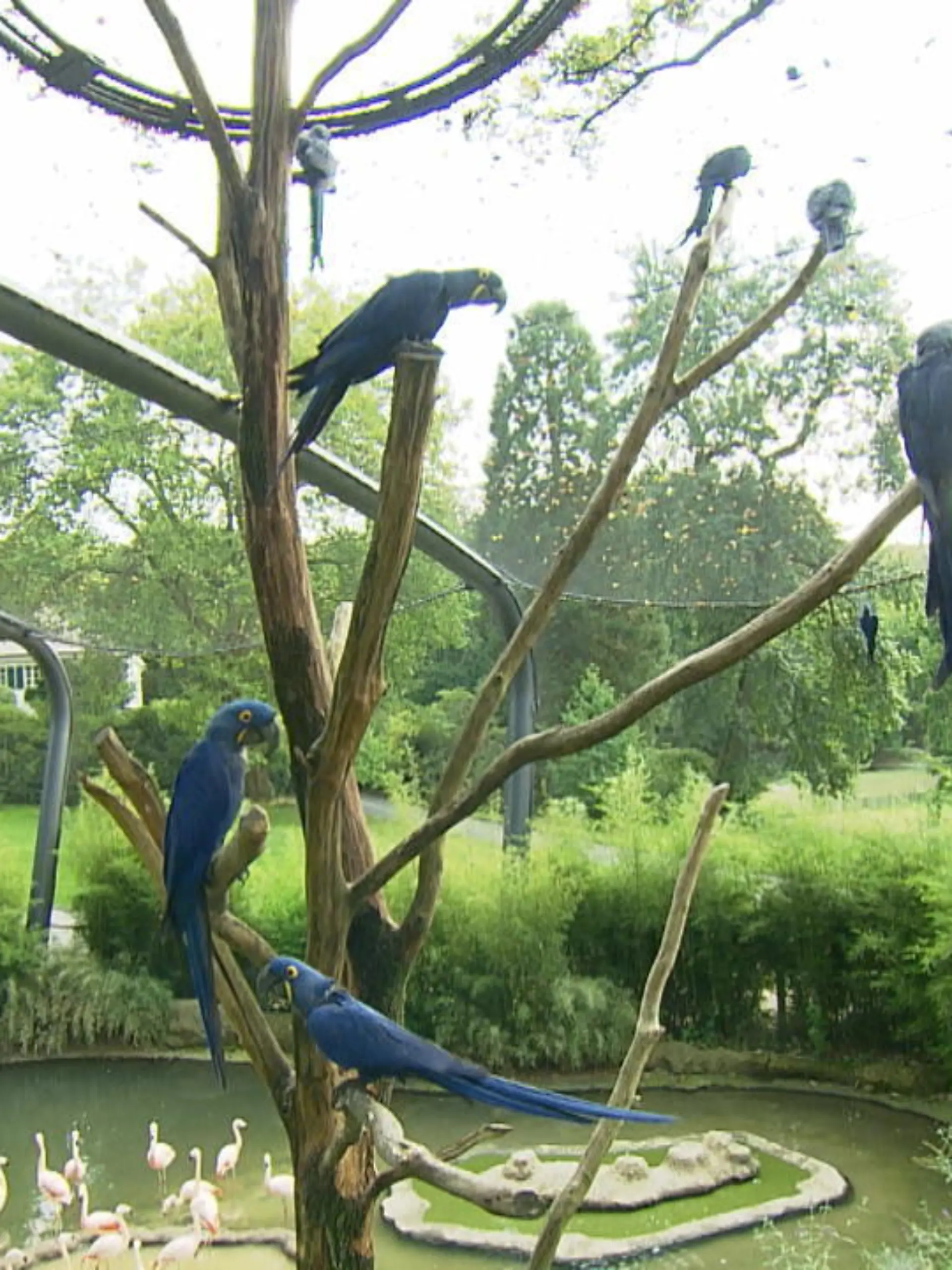 Bei der Partnerwahl sind Hyazinth-Aras anspruchsvoll. Das Freiluftgehege Aralandia in Wuppertal soll deshalb helfen. Hier können sich Vögel aus verschiedenen Zoos kennen- und liebenlernen. Die Tiere stammen von Partnern der Europäischen Zoogemeinschaft. Gelingt das Verkuppeln, werden sie für die Zucht an einen ausgewählten Zoo abgegeben.
