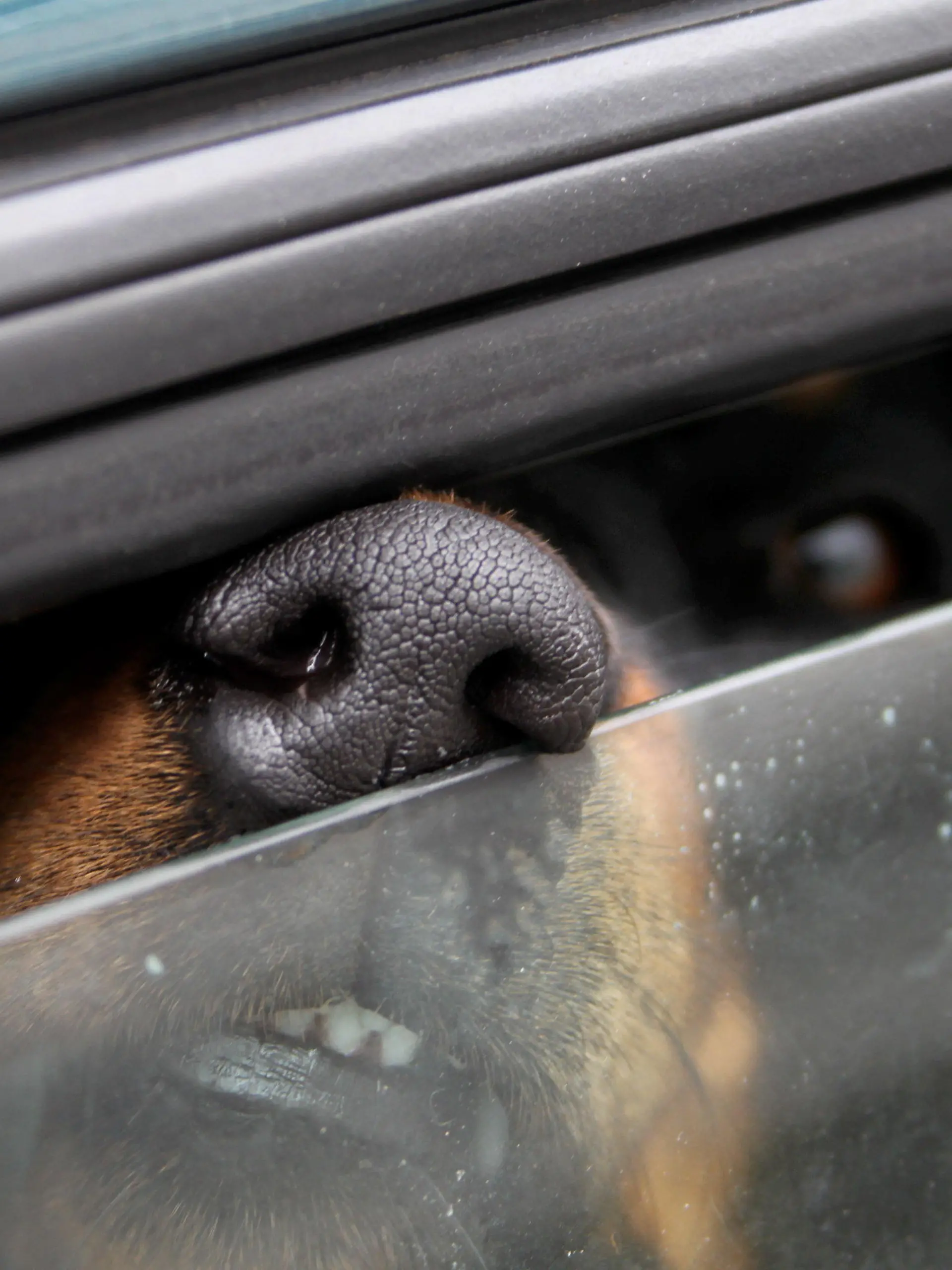 ARCHIV - ILLUSTRATION - Ein im Auto eingesperrter Hund, aufgenommen am 28.09.2010. Wegen des Verdachts auf Tierquälerei sind im vergangenen Jahr in Rheinland-Pfalz 41 Strafverfahren eingeleitet worden. (zu dpa «Weniger Strafverfahren wegen Tierquälerei in Rheinland-Pfalz» vom 22.08.2017) Foto: Stephan Jansen/dpa +++(c) dpa - Bildfunk+++