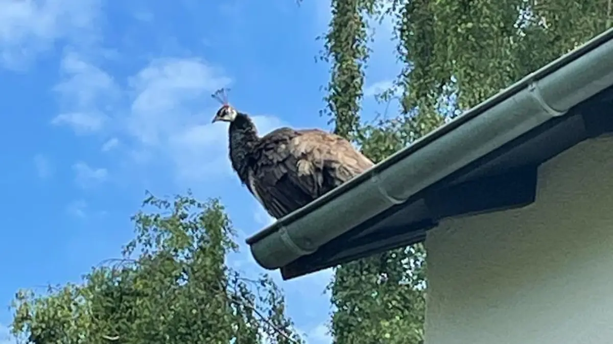 Pfau auf Dach