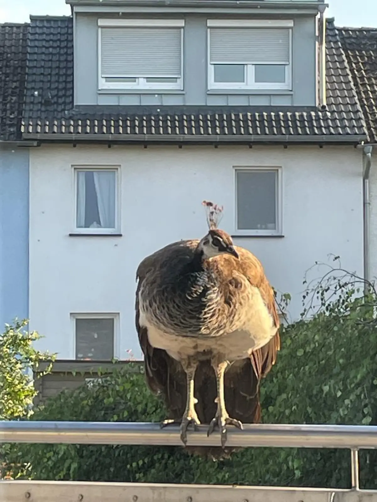 Pfau auf Balkon