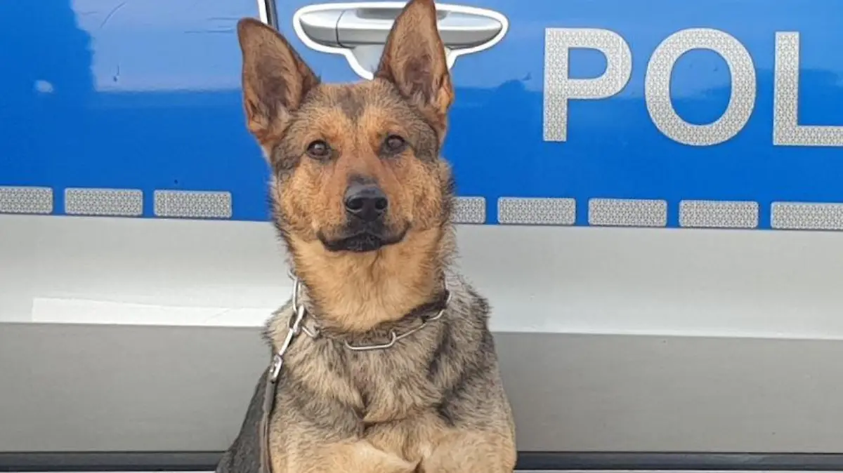 Polizeihündin Mia ist schon seit drei Jahren im Dienst und unterstützt erfolgreich ihre menschlichen Kollegen in Hamburg.