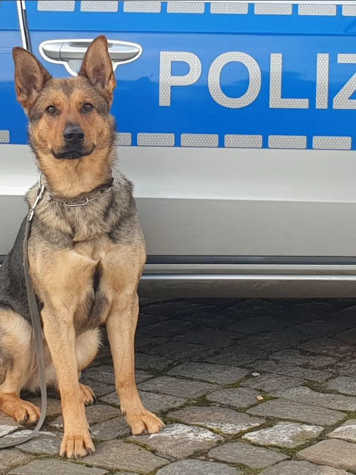 Polizeihündin Mia ist schon seit drei Jahren im Dienst und unterstützt erfolgreich ihre menschlichen Kollegen in Hamburg.