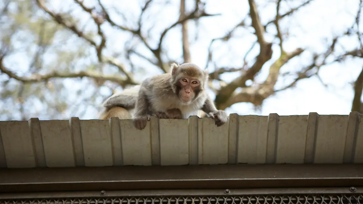 Wild long tailed macaque on roof, low angle