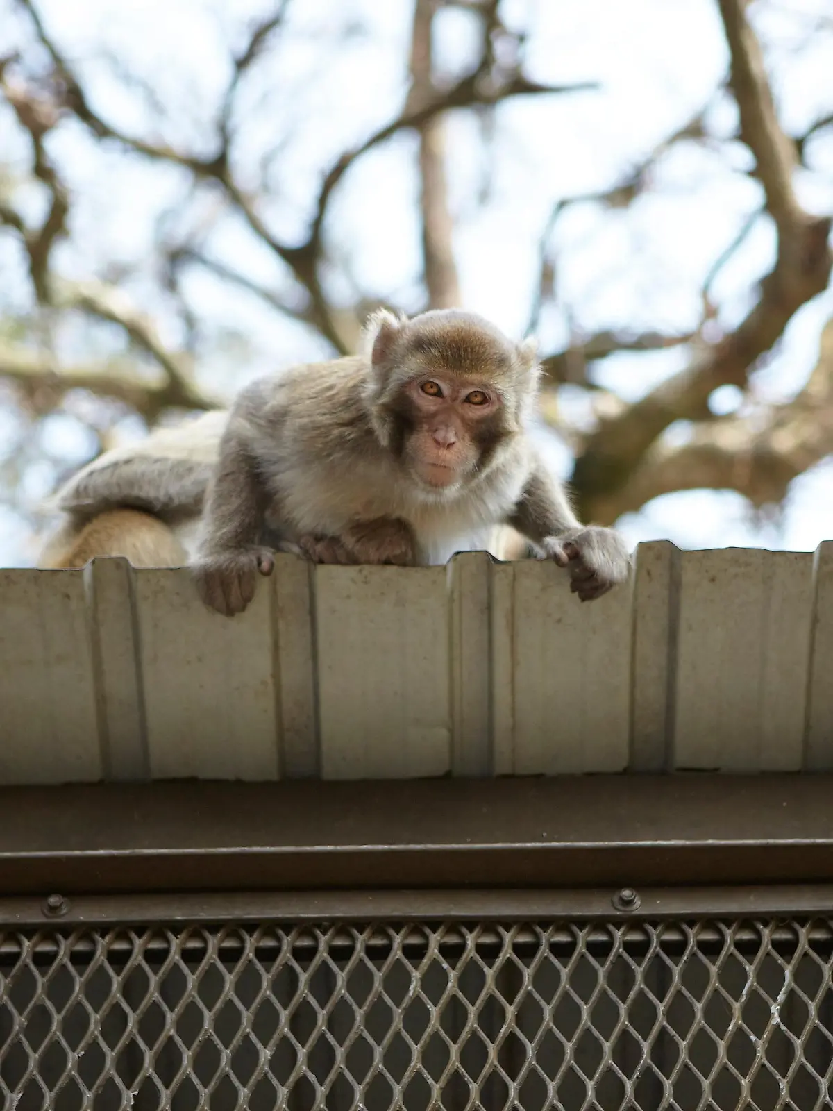 Wild long tailed macaque on roof, low angle