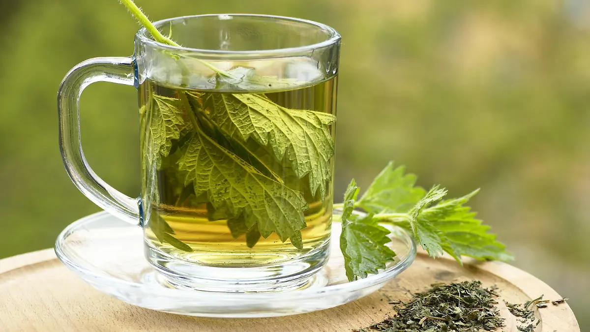 Nettle tea in glass. Fresh and dry nettle.