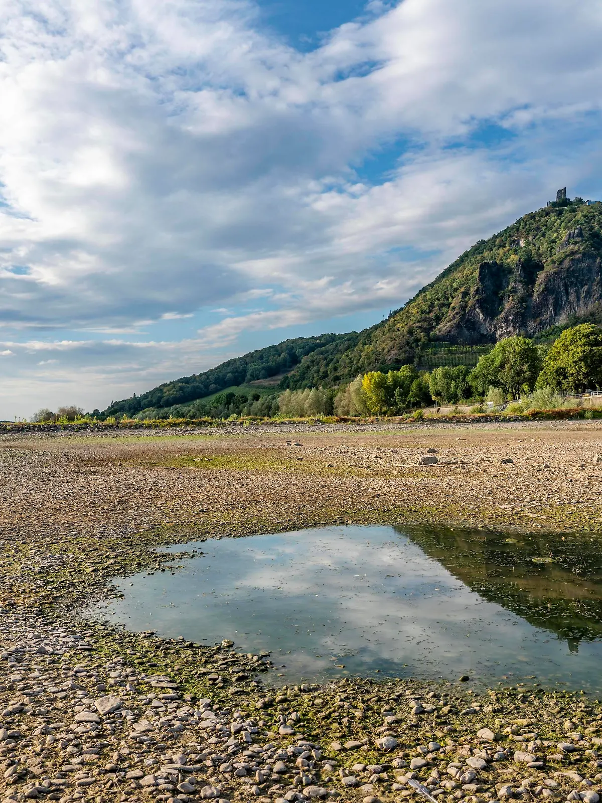  Der Rhein bei extremen Niedrigwasser, bei Bad Honnef Rhöndorf, unterhalb des Drachenfels, Insel Nonnenwerth, trocken gefallene Rheinufer, NRW, Deutschland, Niedrigwasser Rhein *** The Rhine at extreme low water, near Bad Honnef Rhöndorf, below Drachenfels, Nonnenwerth Island, Rhine banks gone dry, NRW, Germany, Low Water Rhine