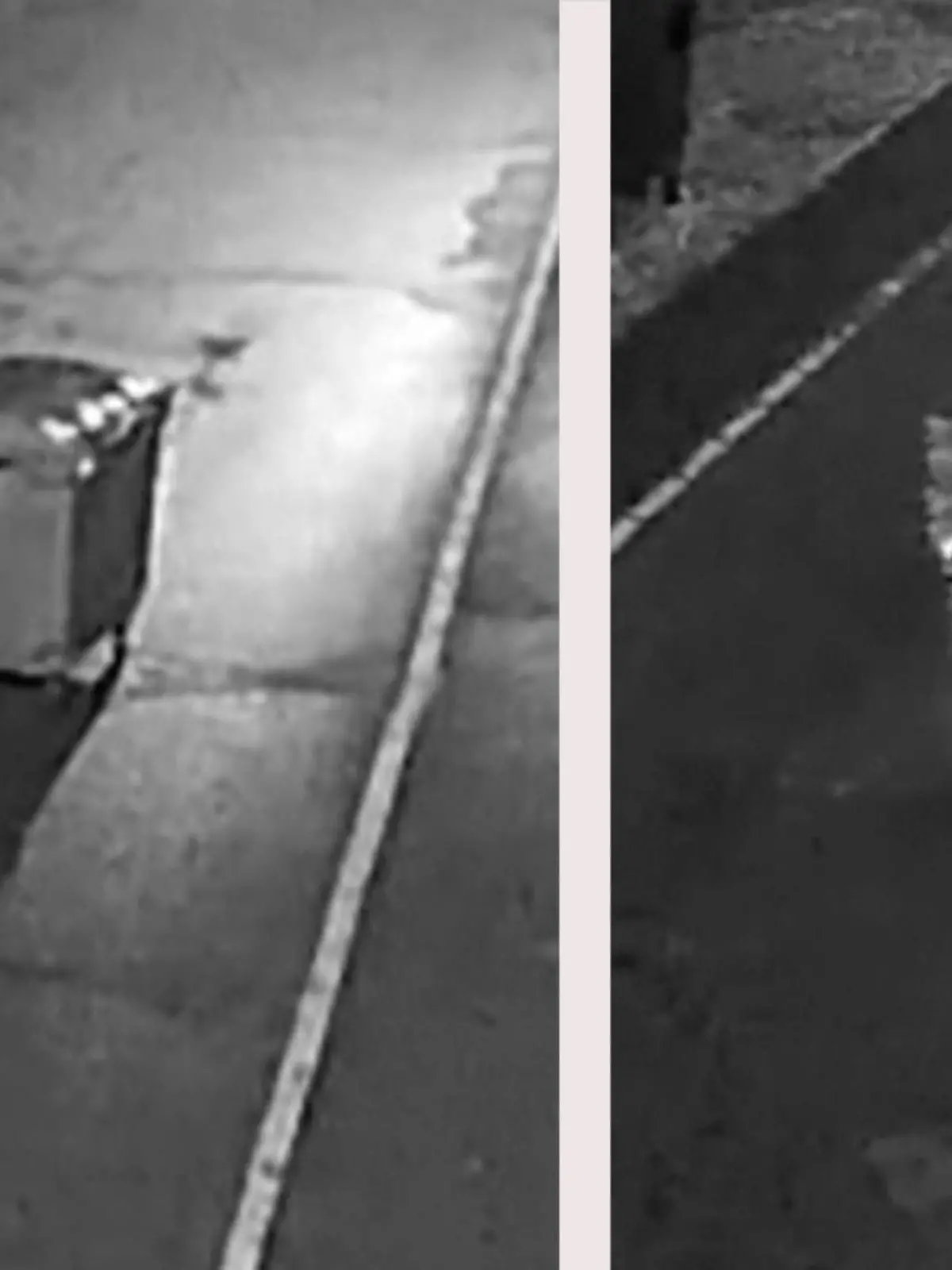 Plötzlich wird es nachts in der rumänischen Stadt Brasov laut. Ein Bär wird dabei erwischt, wie er eine Mülltonne plündert. Ob er gefasst wird, erfahrt ihr im Video.