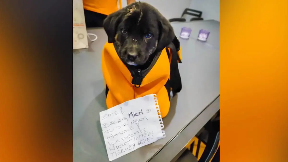 Hund ausgesetzt Seiersberg