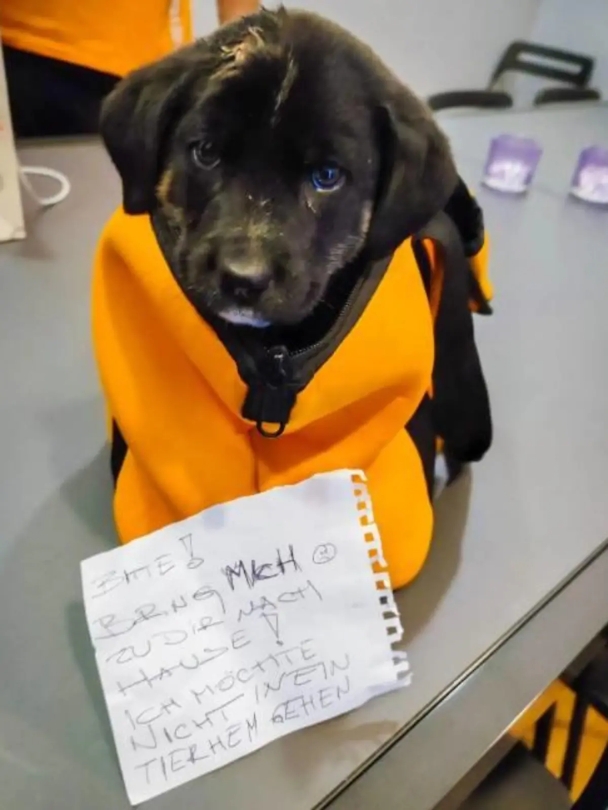 Hund ausgesetzt Seiersberg