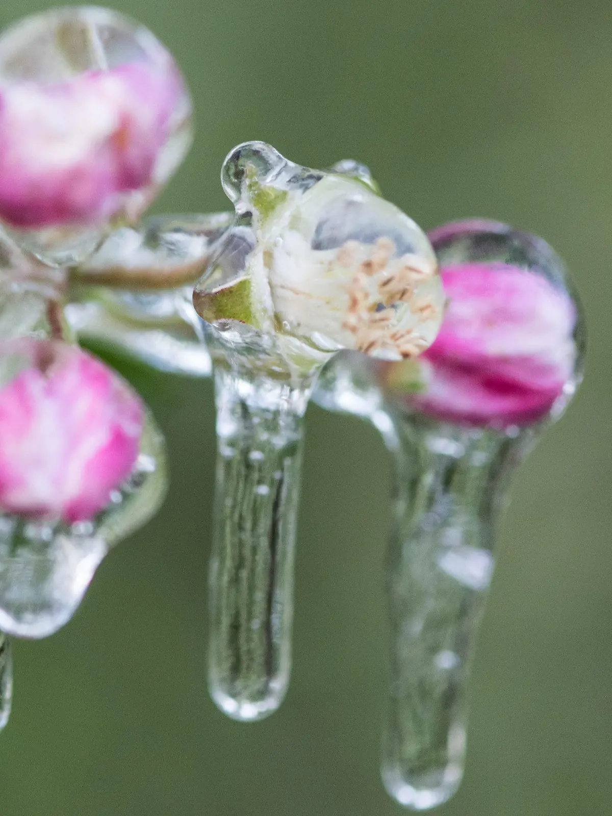 ARCHIV - Vereist sind Apfelblüten am 20.04.2017 bei Denzlingen (Baden-Württemberg). Um junge Früchte und Blüten vor Spätfrost zu schützen, setzen Winzer und Obstbauern die sogenannte Frostberegnung ein. (zu dpa: ««Der Frühling beginnt immer früher» - Klimawandel im Südwesten» vom 11.05.2017) Foto: Patrick Seeger/dpa +++(c) dpa - Bildfunk+++