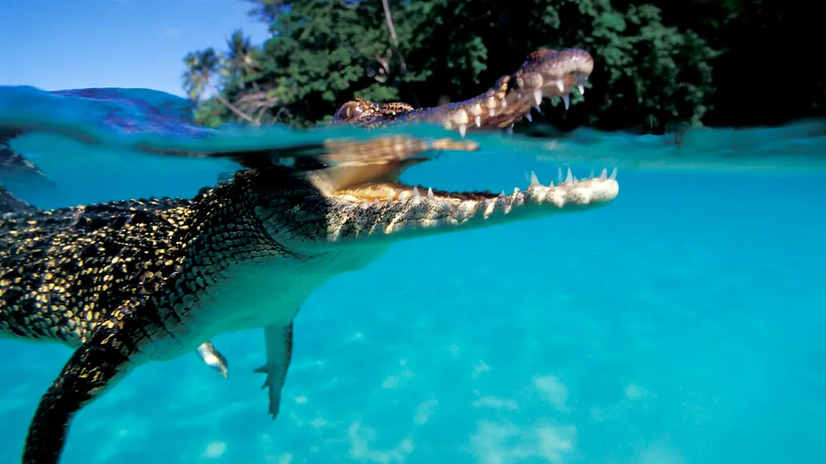 Salzwasserkrokodil, Crocodylus porosus, Papua Neu Guinea, Pazifik|juvenile saltwater (Indo-Pacific) crocodile, Crocodylus porosus, Papua New Guinea, Pacific Ocean