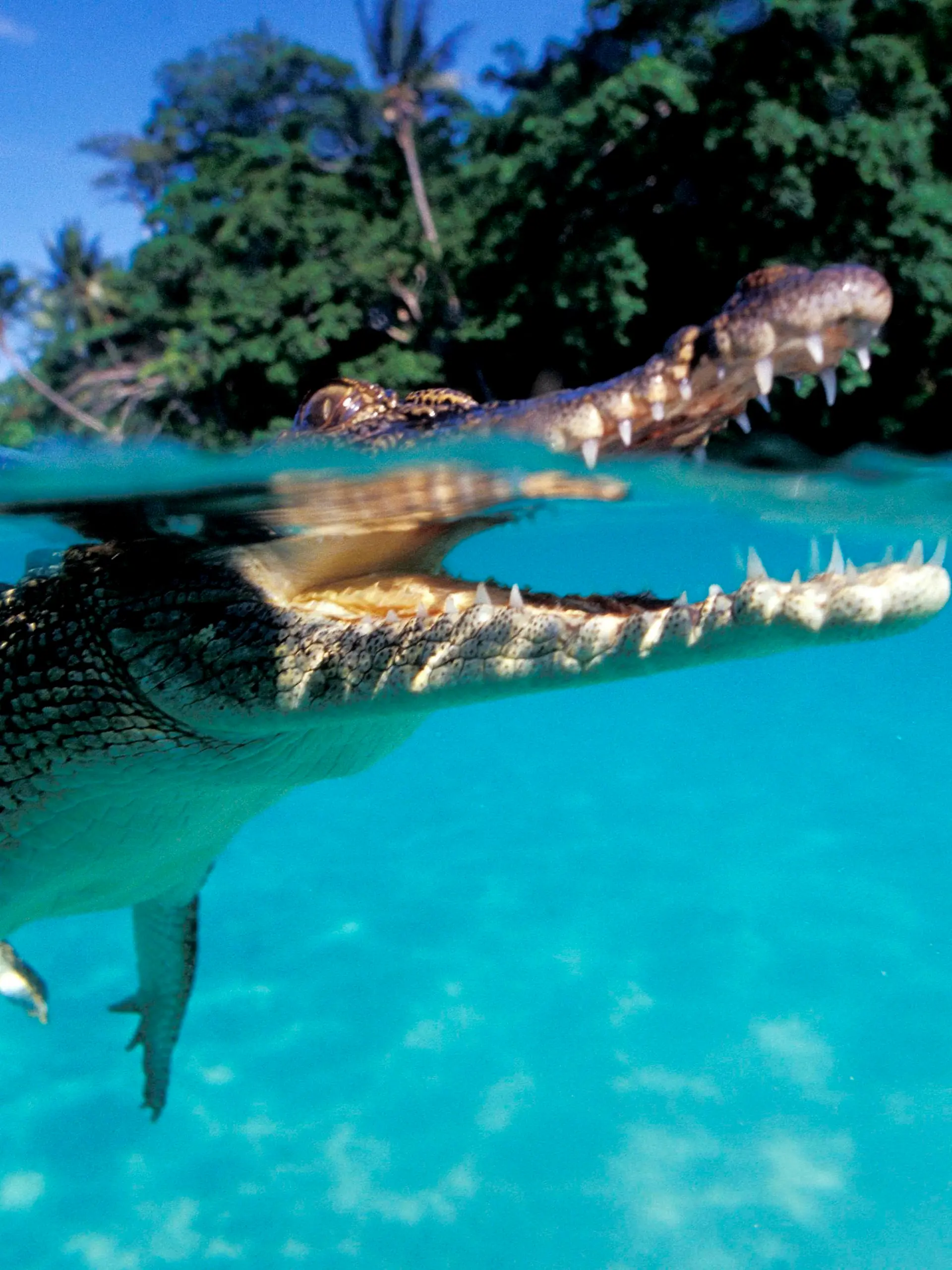 Salzwasserkrokodil, Crocodylus porosus, Papua Neu Guinea, Pazifik|juvenile saltwater (Indo-Pacific) crocodile, Crocodylus porosus, Papua New Guinea, Pacific Ocean