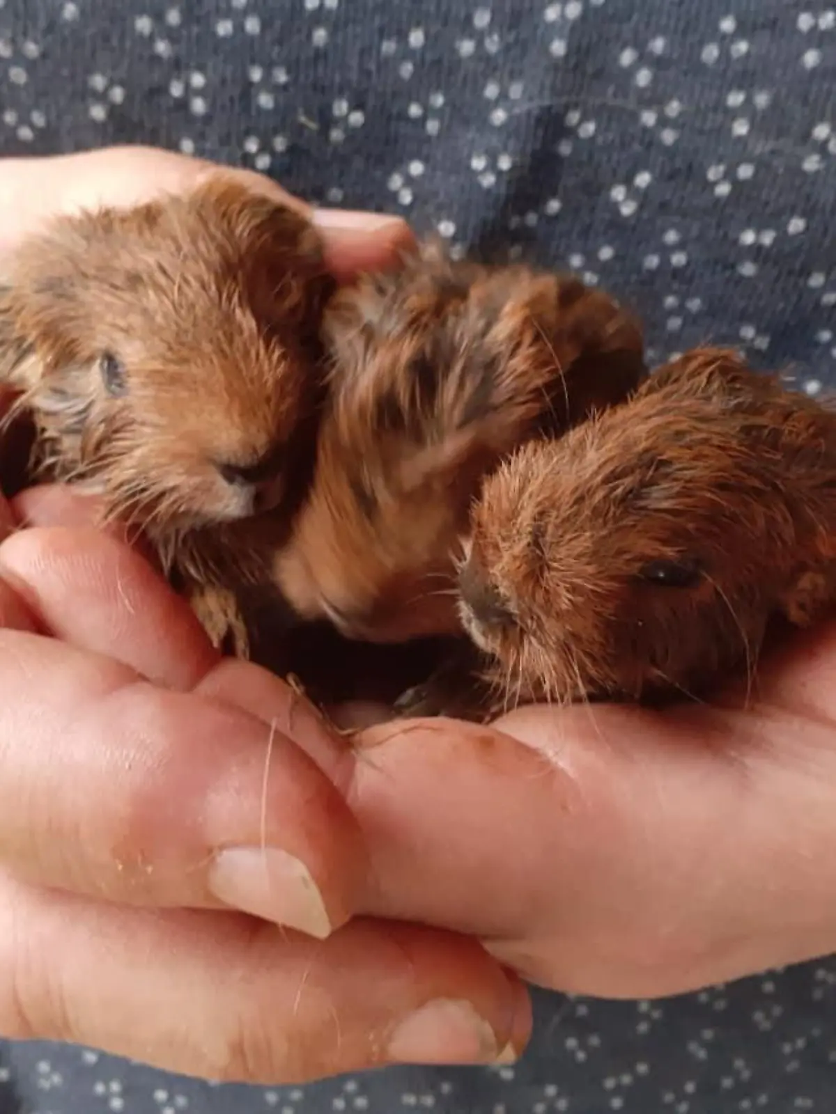Meerchweinchen