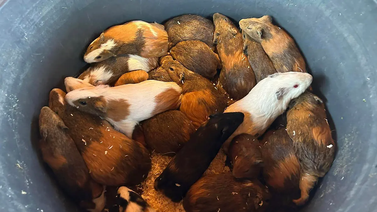 Meerschweinchen