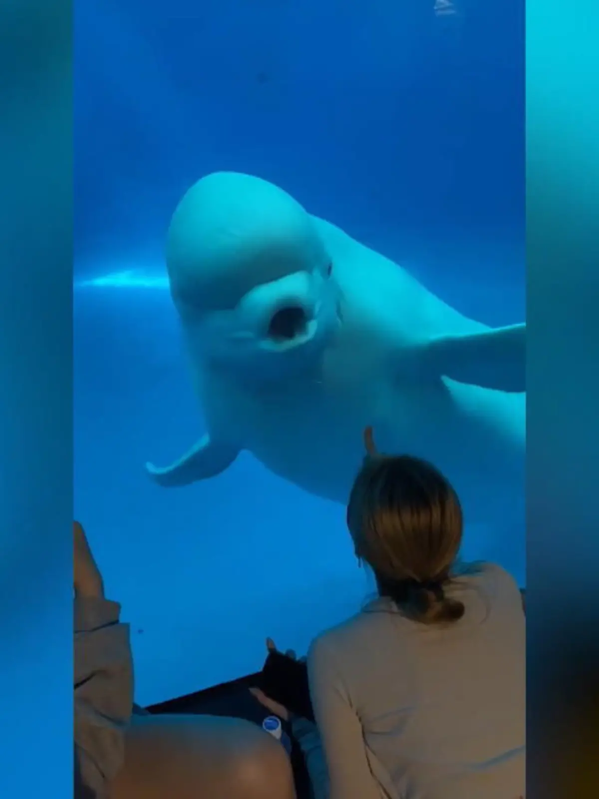 Kinder klopfen gegen die Scheibe des Aquariums, plötzlich schnappt der Belugawal nach ihnen. Die Mutter der Kinder findet die Reaktion lustig. Wir zeigen die Aufnahmen im Video.