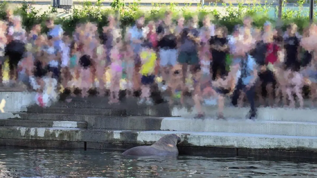 Die Behörden mussten Walross Freya töten, auch weil Touristen Warnungen ignorierten und sich dem Raubtier näherten.