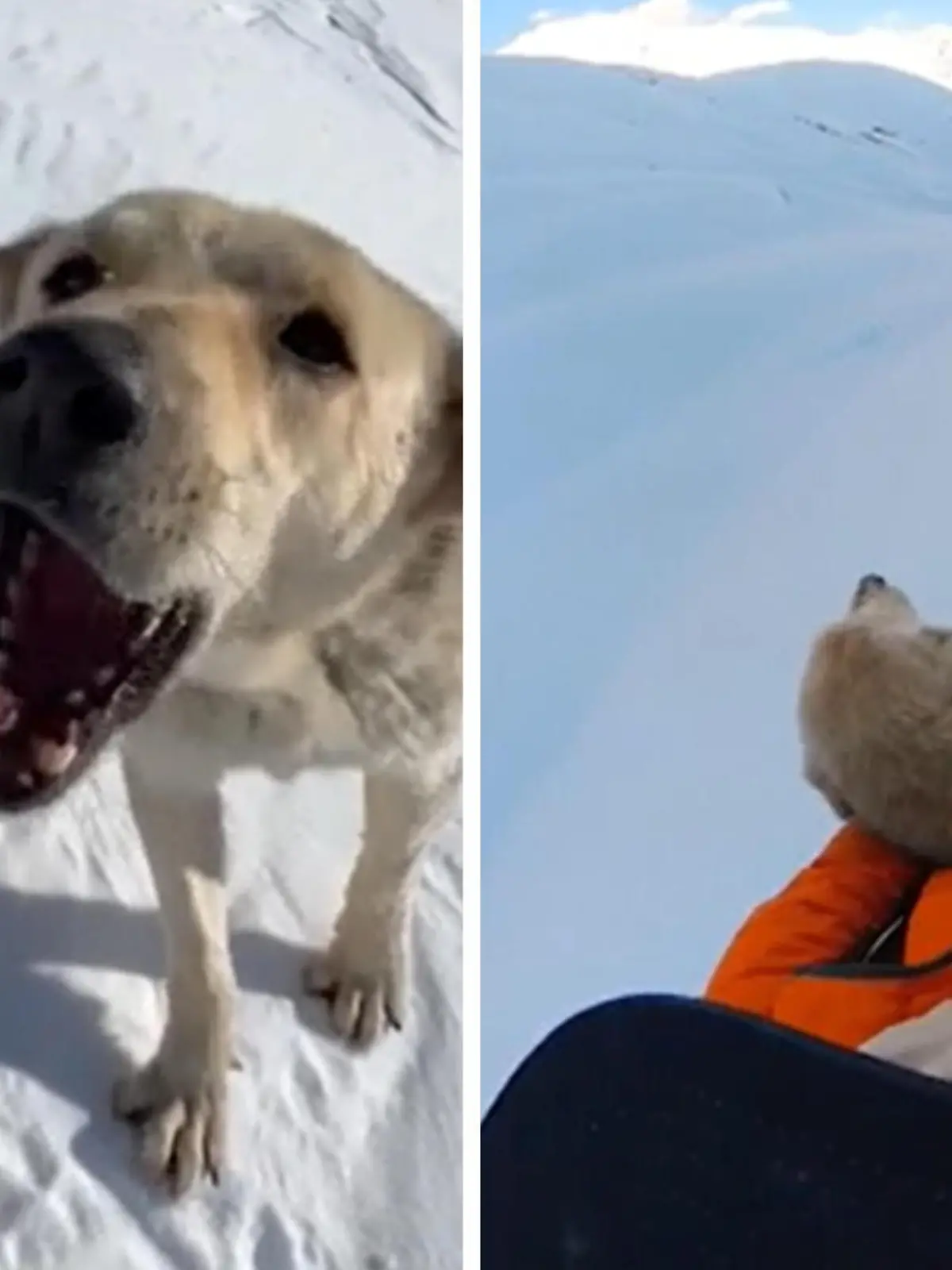Was für ein toller Weggefährte! Colter Hinchliffe macht eine Ski-Tour durch den Kaukasus in Georgien, als er plötzlich Gesellschaft bekommt. Ein kleiner Streuner, der von dem Sportler liebevoll „Buddy“ getauft wird, schließt sich ihm an. Wie die Reise der beiden endet, zeigen wir euch im Video.
