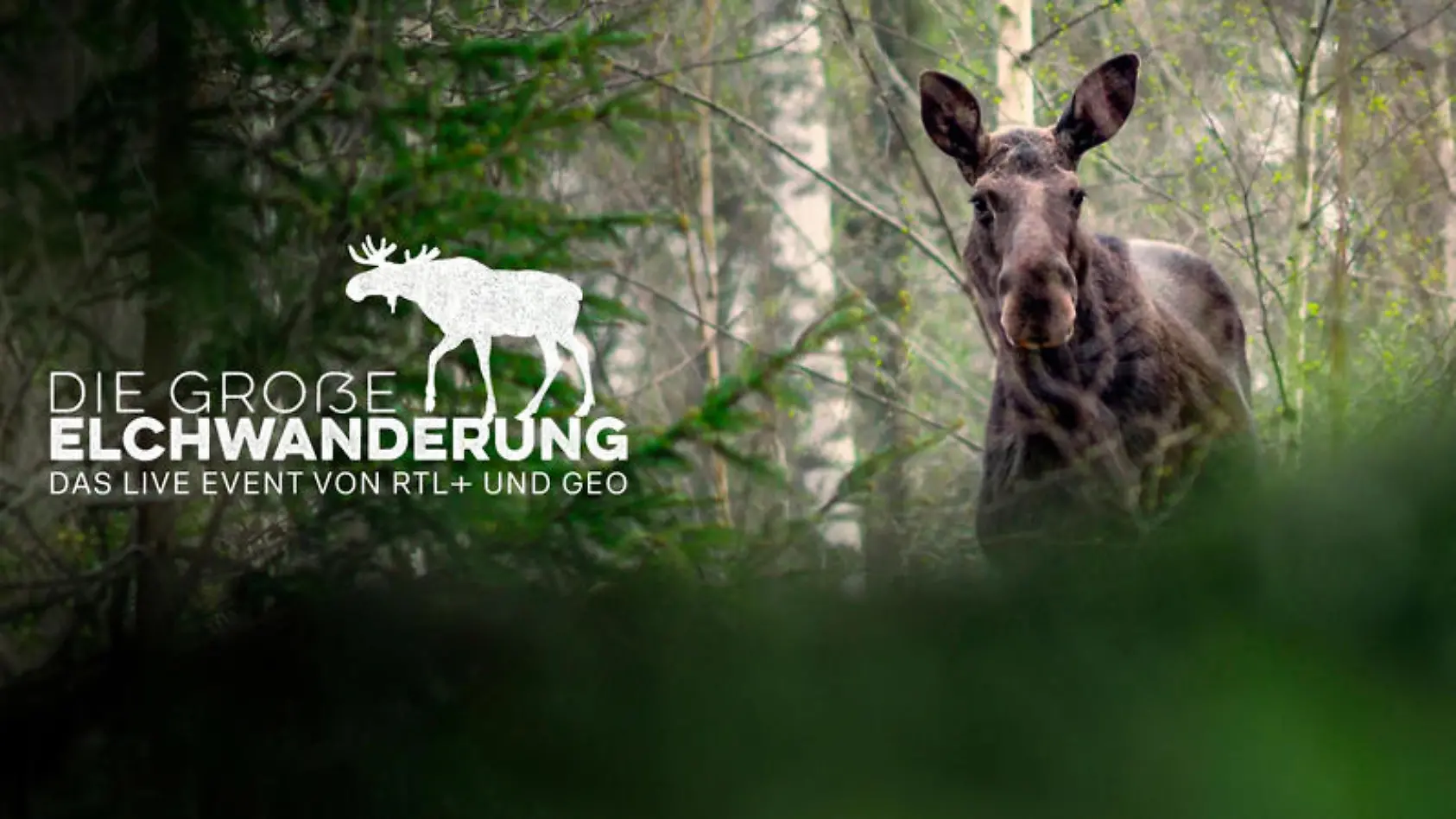 Die große Elchwanderung