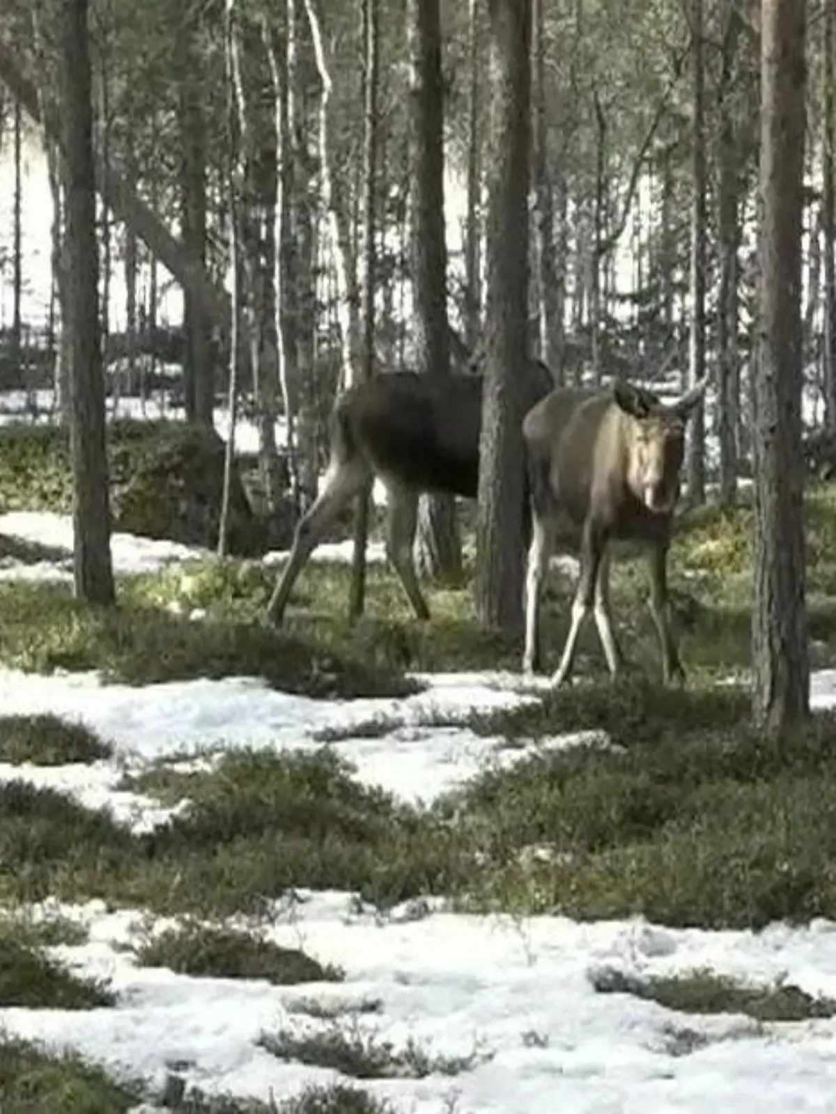 Hunderte Stunden Livestream, mehrere dutzend Mikrofone und Kameras. Ein ganzes Land schaut zu. Und warum? Um Elche zu sehen! Und wir haben die ersten Tiere vor den Kameras gehabt. Die Aufnahmen zeigen wir im Video.