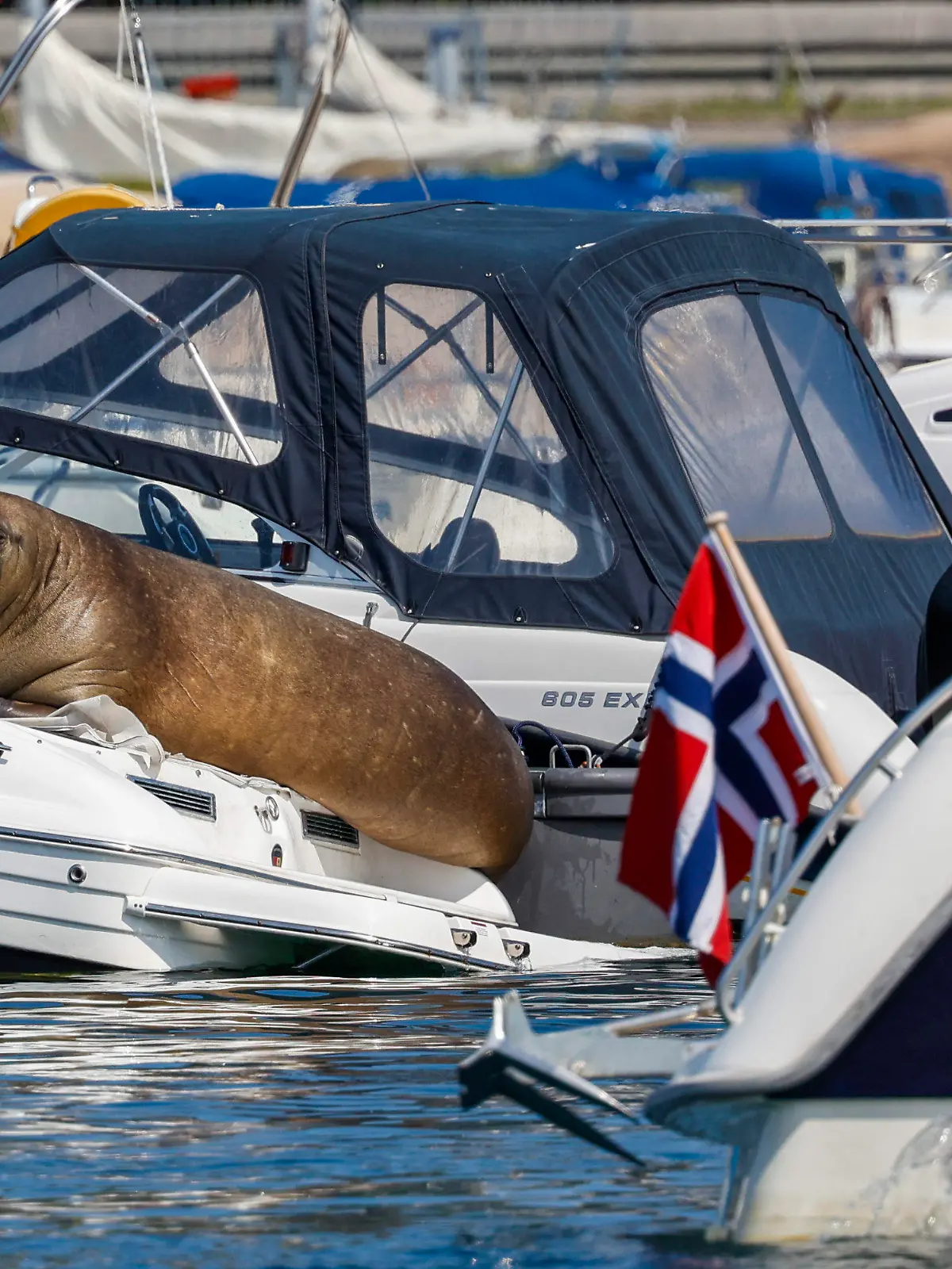 Freya the walrus sitting on a boat in Frognerkilen in Oslo, Norway, Monday July 18, 2022. (Tor Erik Schrøder/NTB Scanpix via AP)