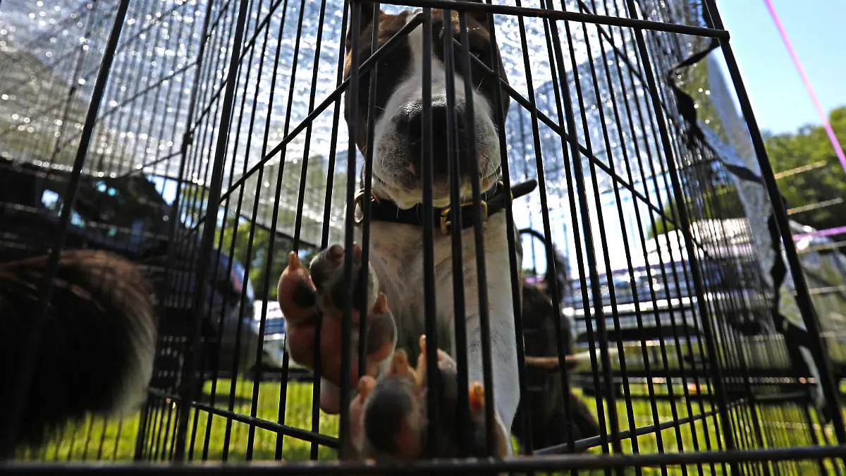 Joker, an American Staffordshire Terrier seen back in the grooming area during the 146th Annual Westminster Kennel Club Dog Show at the Lyndhurst Estate in Tarrytown, New York on June 20, 2022. Peter Foley/UPI Photo via Newscom picture alliance