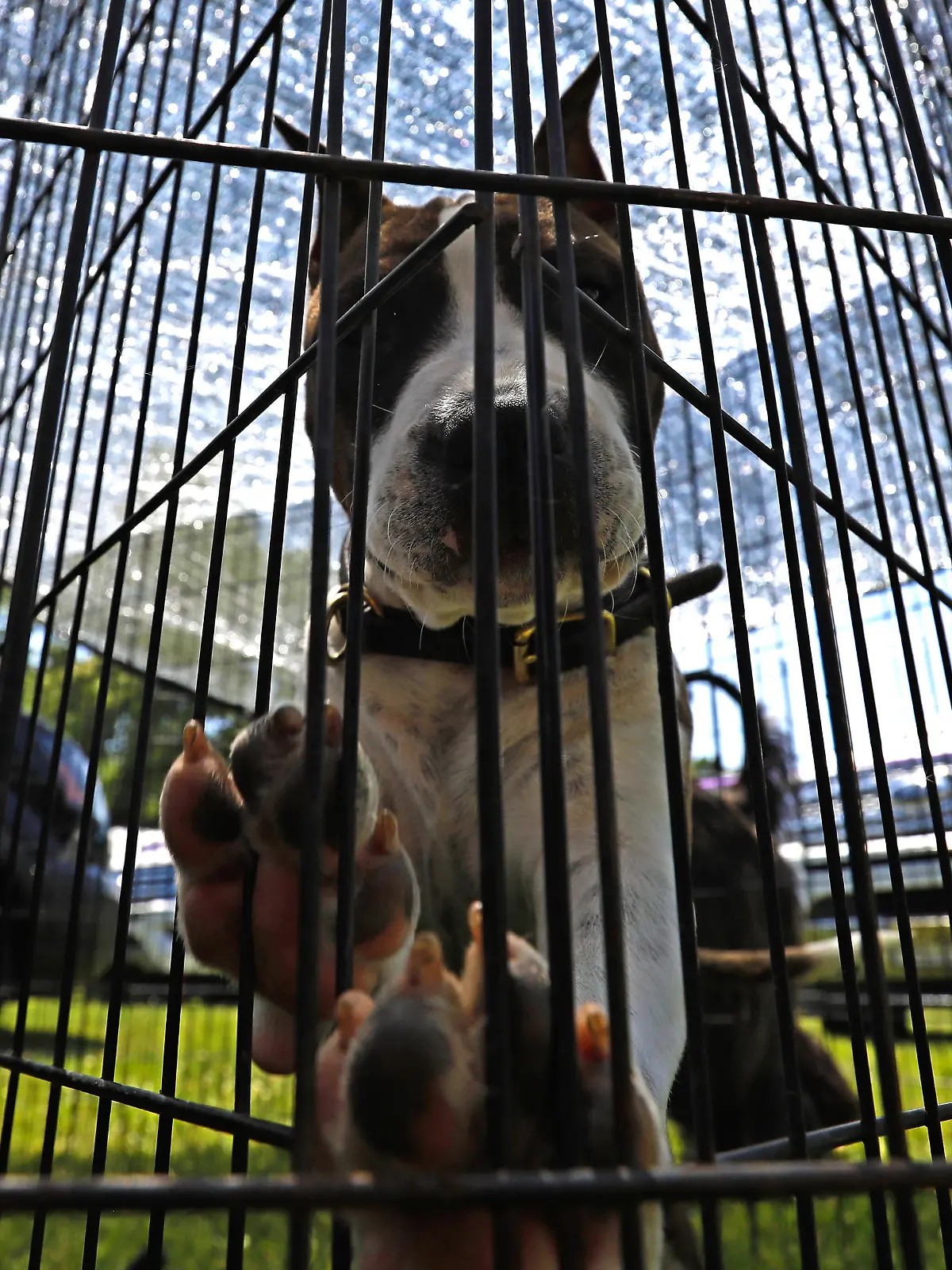 Joker, an American Staffordshire Terrier seen back in the grooming area during the 146th Annual Westminster Kennel Club Dog Show at the Lyndhurst Estate in Tarrytown, New York on June 20, 2022. Peter Foley/UPI Photo via Newscom picture alliance