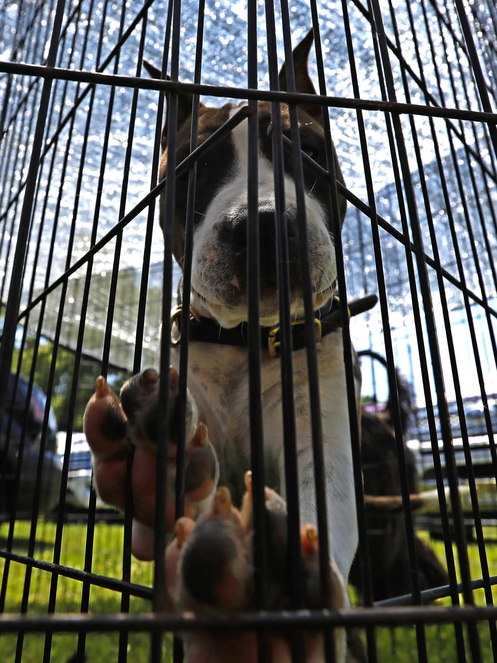 Joker, an American Staffordshire Terrier seen back in the grooming area during the 146th Annual Westminster Kennel Club Dog Show at the Lyndhurst Estate in Tarrytown, New York on June 20, 2022. Peter Foley/UPI Photo via Newscom picture alliance