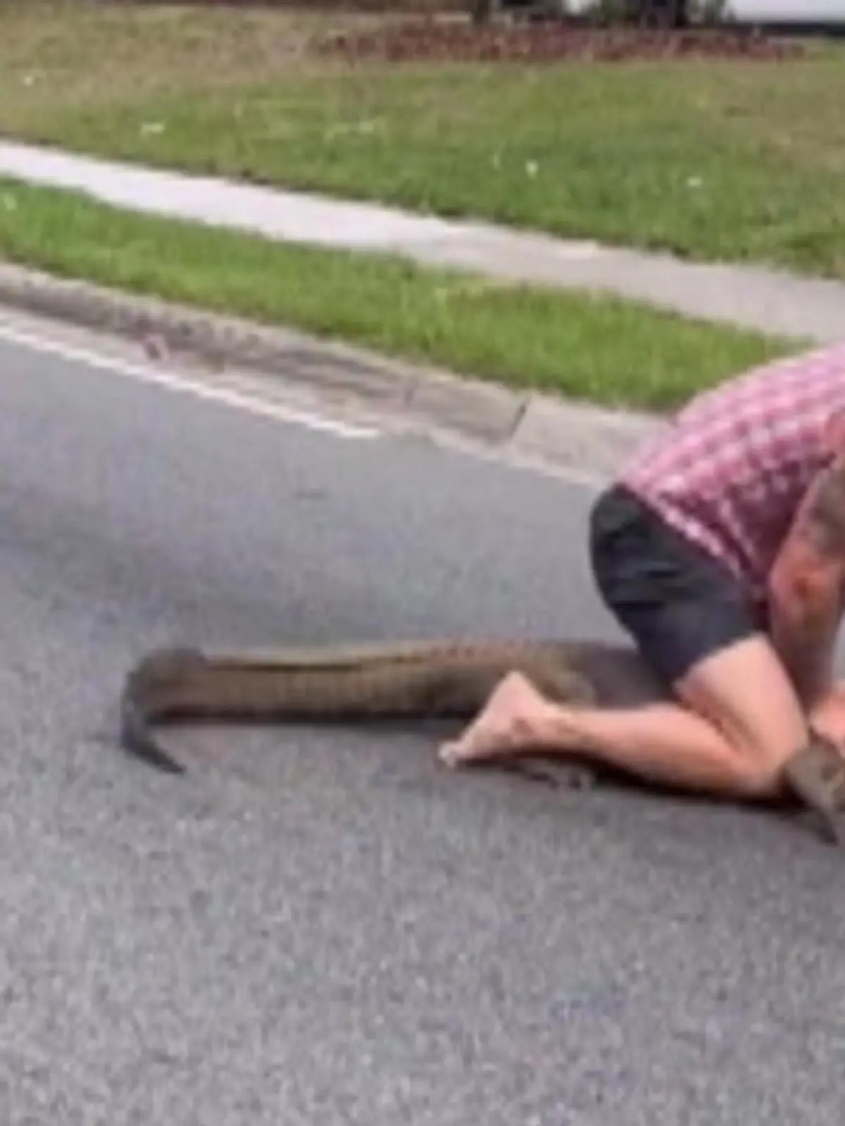 Auf einer Straße in Florida ist Stau und schuld an dem Ganzen: ein Krokodil. Nichts Ungewöhnliches im Süden der USA, aber dieser Alligator lag nicht einfach nur da. Er rannte auf der Straße umher, was Autos anhielt und die Anwohner beunruhigte. MMA-Kämpfer Mike griff daraufhin beherzt ein. Die spontane Fangaktion seht ihr im Video.