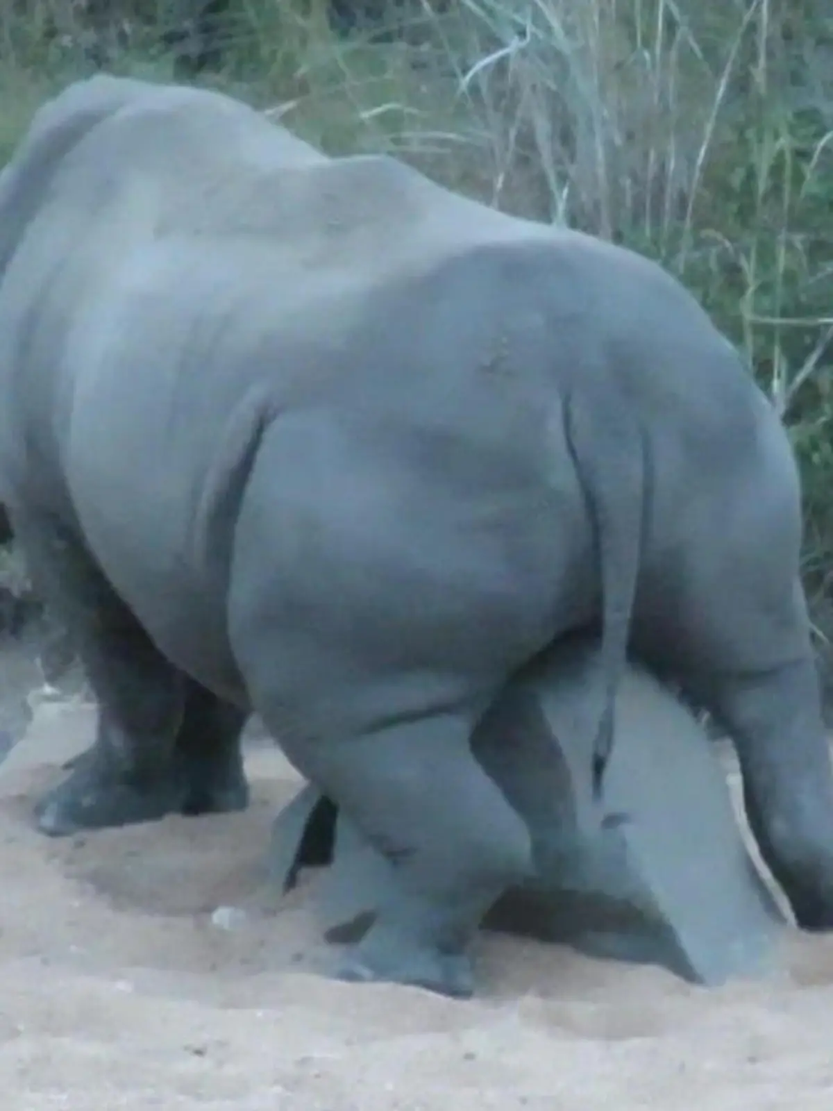 Das war definitiv der Höhepunkt dieser Safari!
Nichts ahnend filmt eine Gruppe Touris diese Nashörner im Krüger-Nationalpark in Südafrika, als sich plötzlich ein Nashorn ziemlich aufreizend an einem Felsen reibt. Hat der Dickhäuter den Felsen etwa mit einer Nashorn-Dame verwechselt? Immerhin ist der Scheuerstein ebenfalls grau. Was genau dahintersteckt, verraten wir euch im Video.