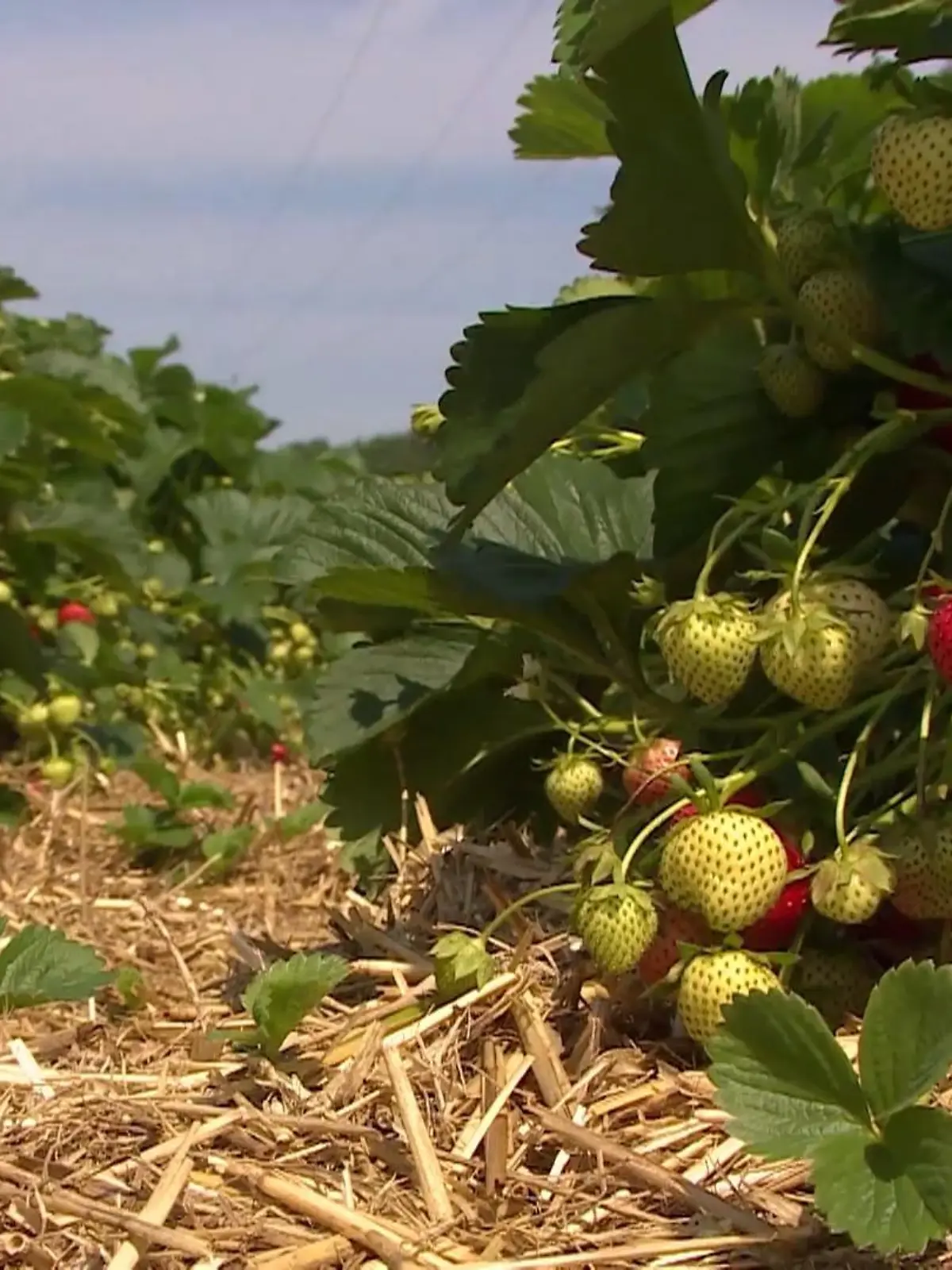 Bild zu: "Endlich Erdbeeren im Land"